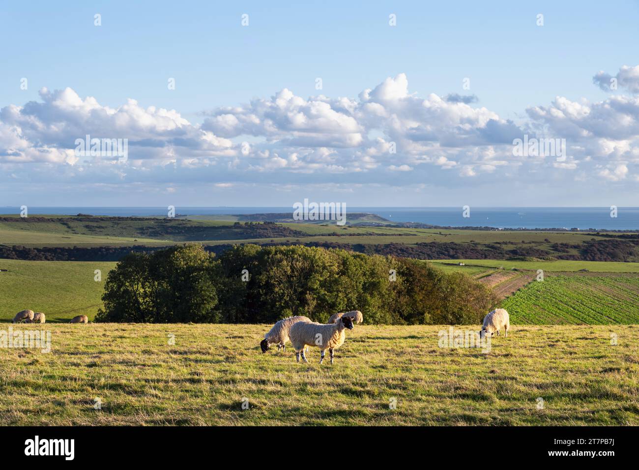 Vista delle pecore sulle South Downs e sulla Manica in autunno, East Sussex, Inghilterra Foto Stock