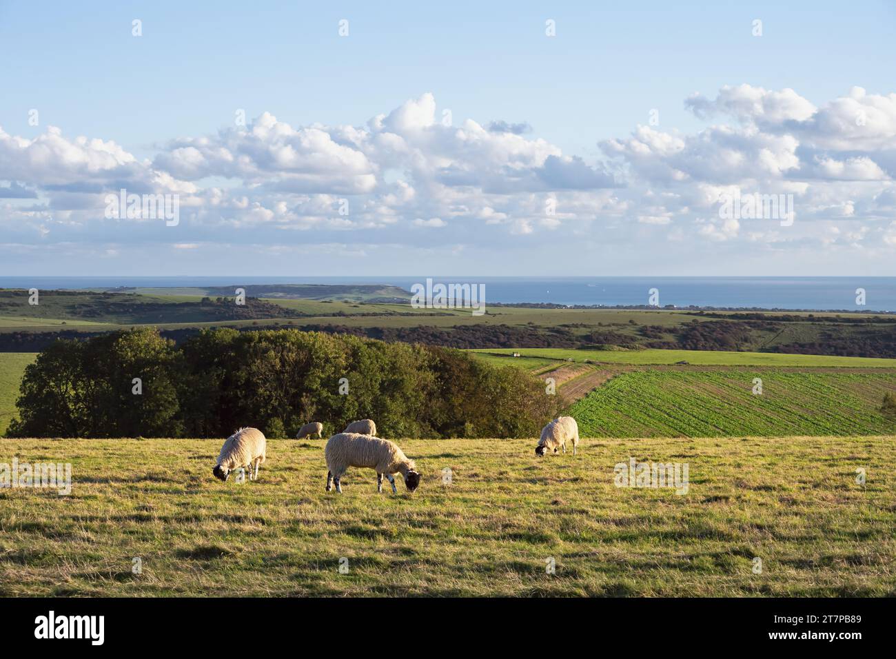 Vista delle pecore sulle South Downs e sulla Manica in autunno, East Sussex, Inghilterra Foto Stock