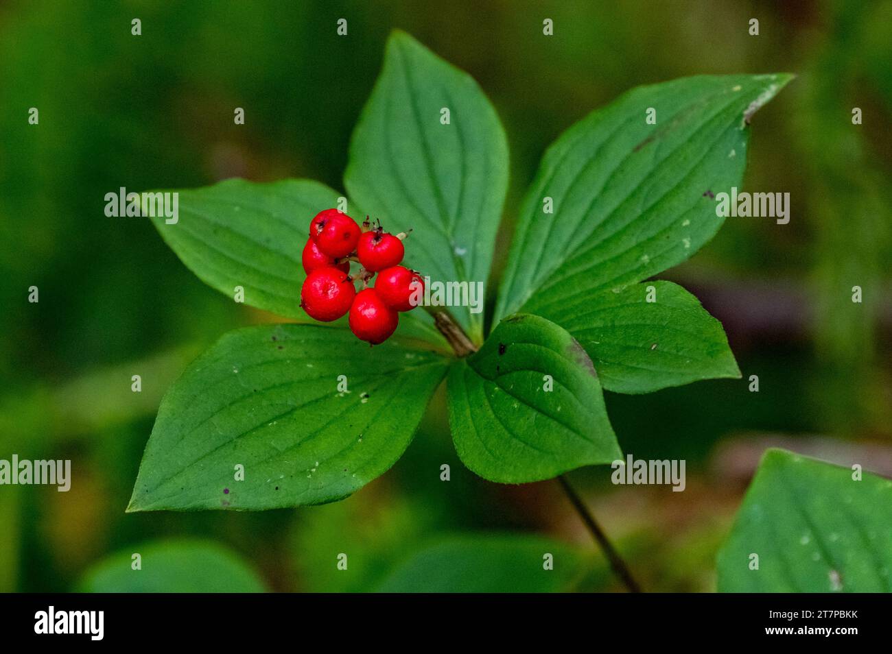 Vibernum Plant e parte nel Minnesota settentrionale Foto Stock