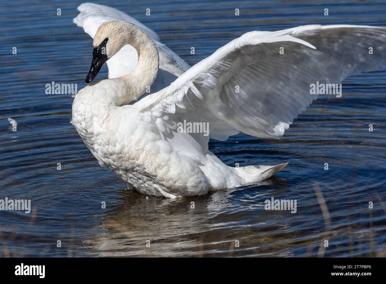 Il Trumpeter Swan (Cygnus Buccinator) nuota nel lago Swan nel parco nazionale di Yellowstone Foto Stock