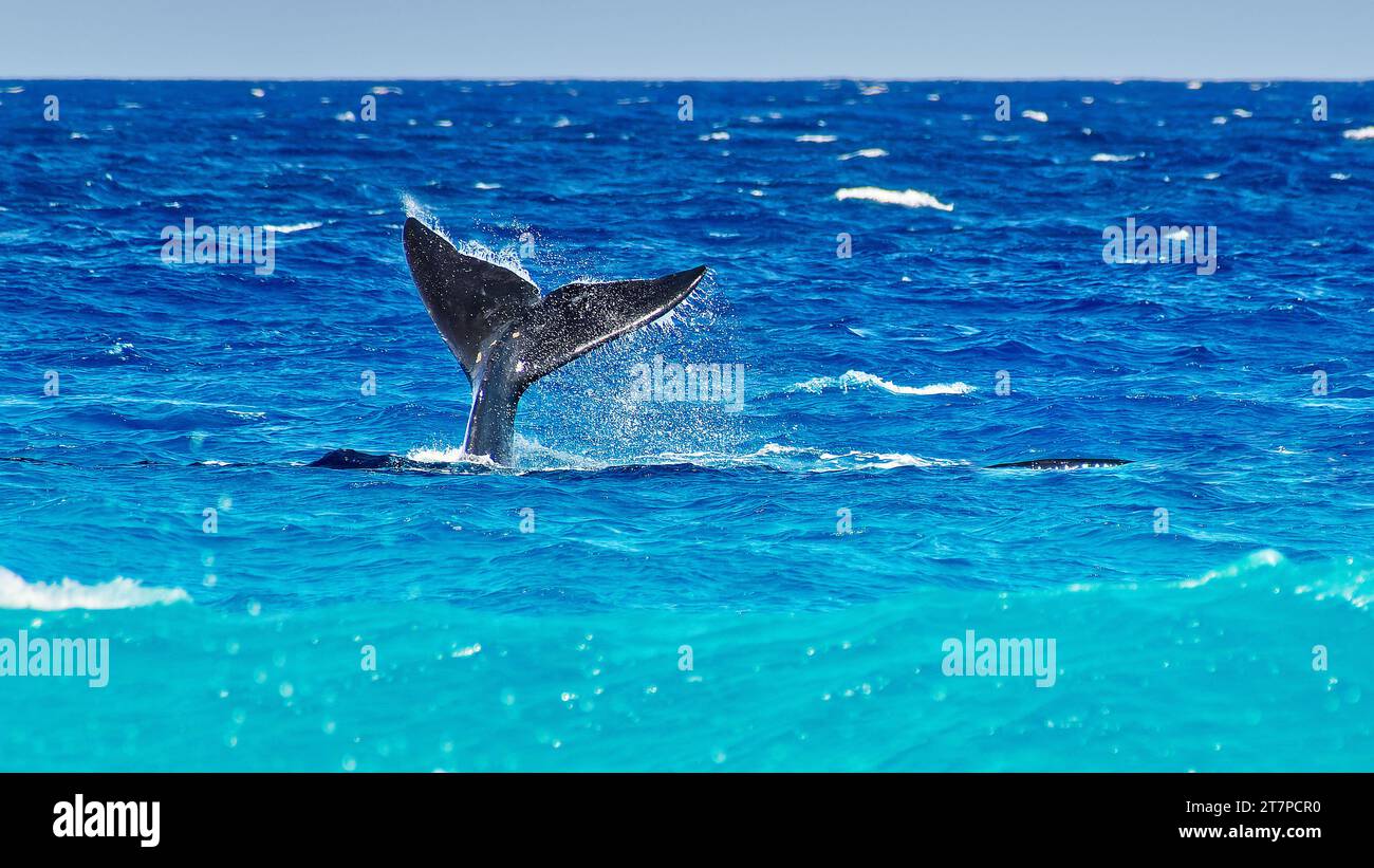 Southern Right Whale che gioca in acque turchesi poco profonde a Point Ann, Fitzgerald River National Park, Western Australia, Australia Foto Stock