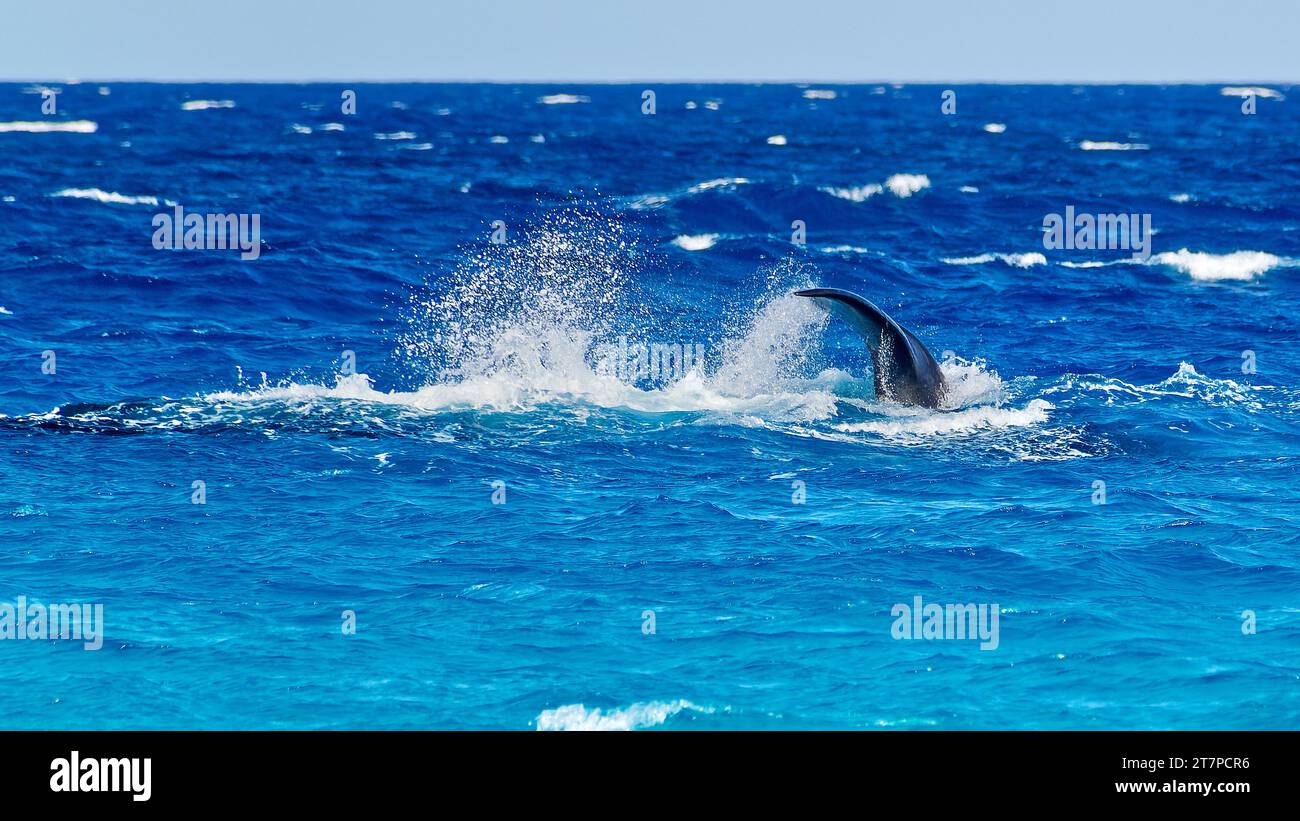 Southern Right Whale che gioca in acque turchesi poco profonde a Point Ann, Fitzgerald River National Park, Western Australia, Australia Foto Stock