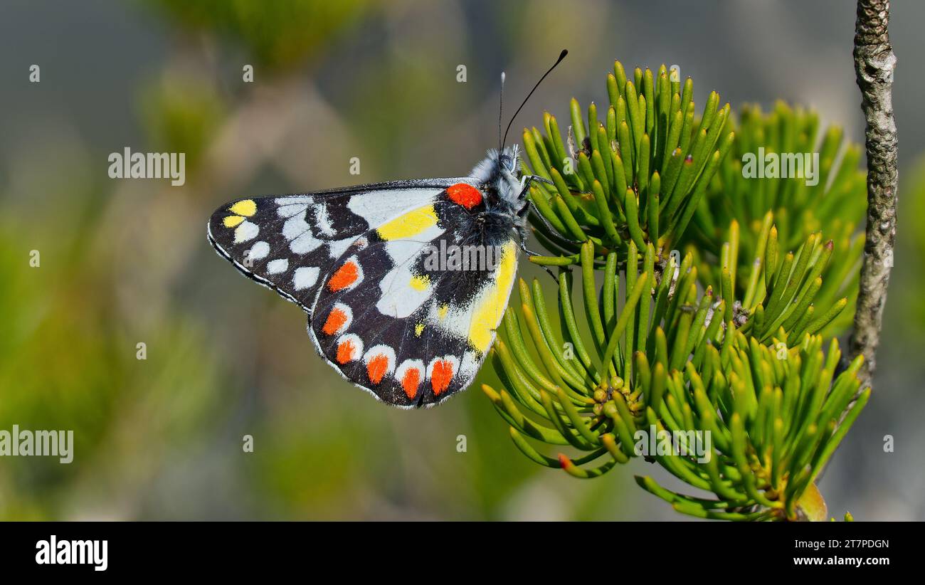 Una farfalla Jezebel con macchie rosse su un cespuglio di Calothamnus a West Mount Barren, Fitzgerald River National Park, Australia Occidentale, Australia Foto Stock