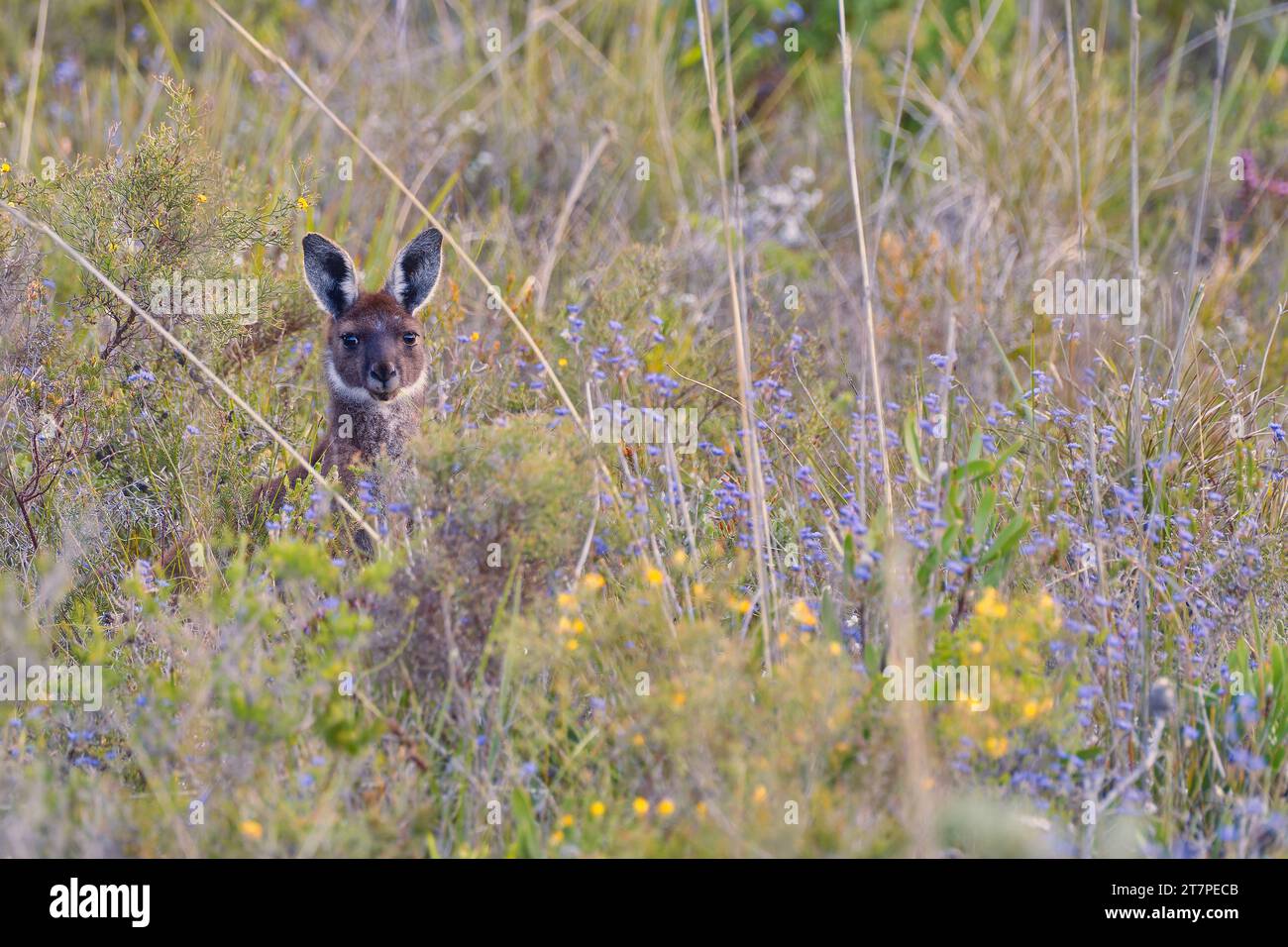 Canguro grigio occidentale affacciato sulla fitta brughiera del Waychinicup National Park, Australia Occidentale, Australia Foto Stock