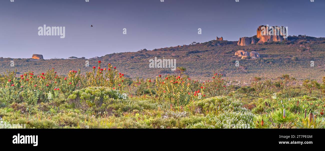 Paesaggio di formazioni rocciose di granito sul crinale al mattino presto al Waychinicup National Park, Australia Occidentale, Australia Foto Stock