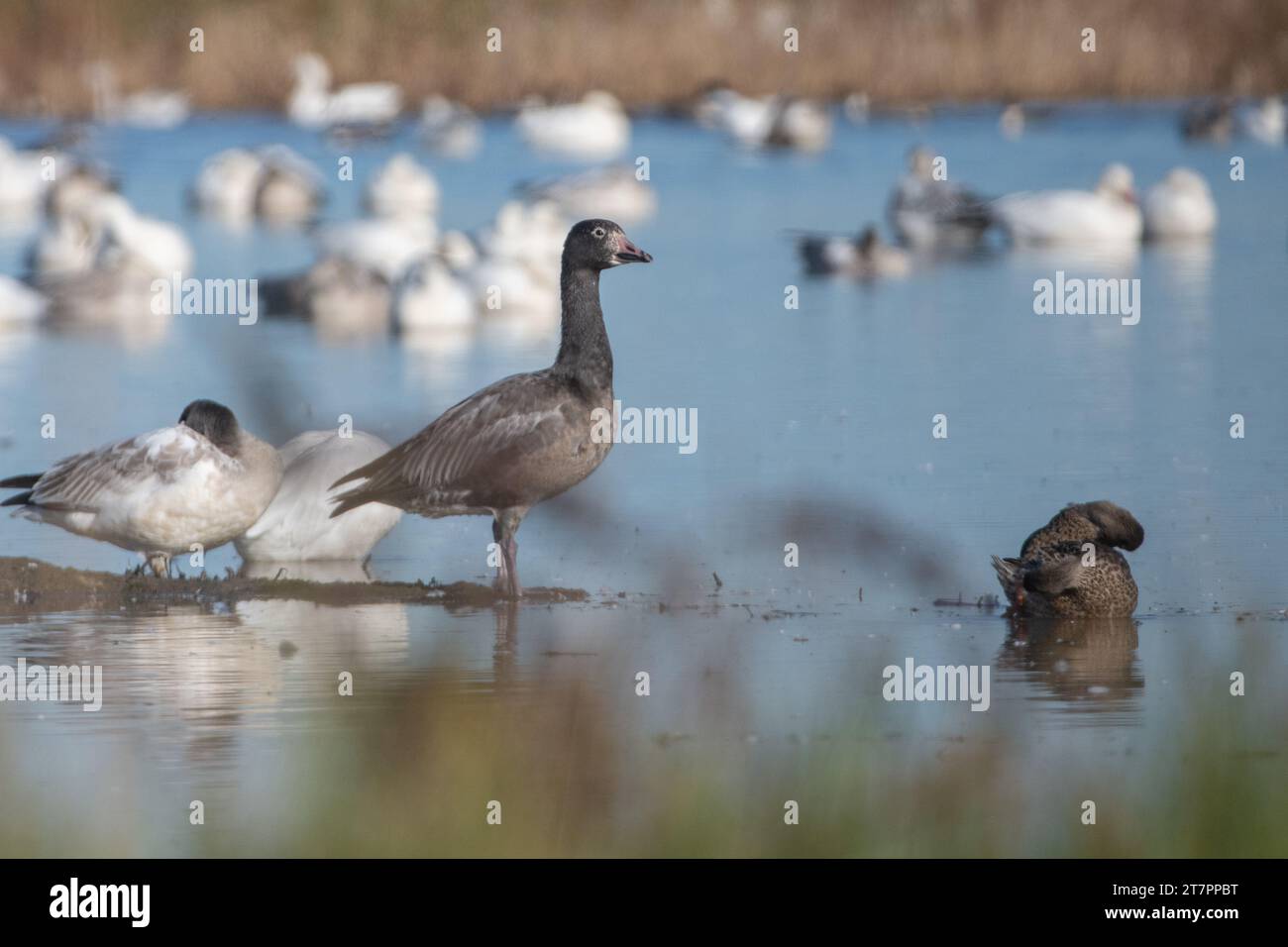 L'Anser caerulescens, un'oca di neve blu morfa, circondata da oche dall'aspetto normale nel rifugio Wildlfie di Sacramento nella valle centrale della California. Foto Stock