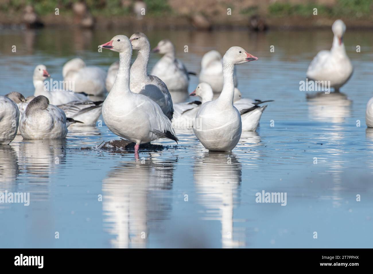 Oche da neve, Anser caerulescens, sull'acqua in una palude del Sacramento Wildlife Refuge nella valle centrale della California. Foto Stock