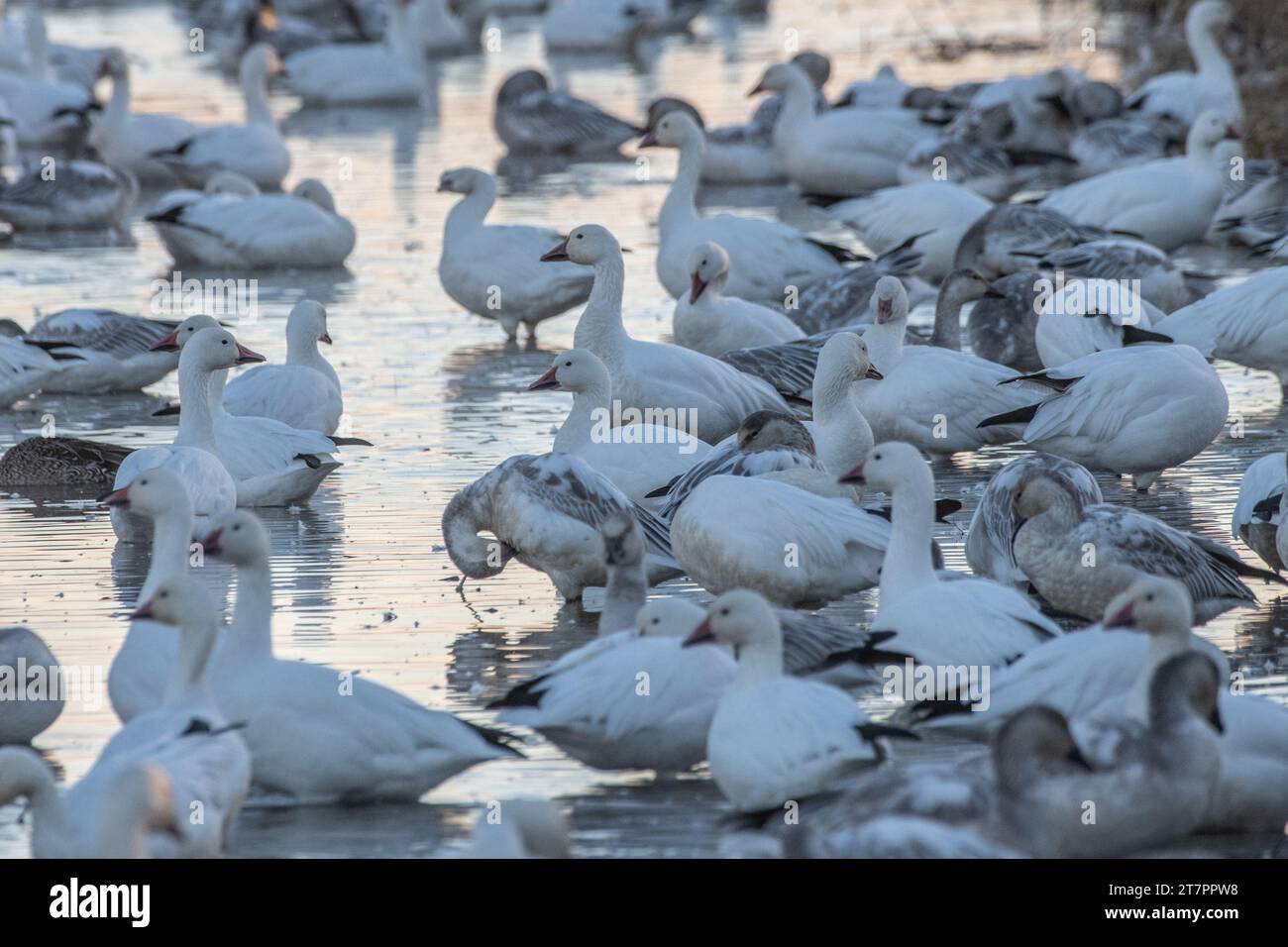 Oche da neve, Anser caerulescens, sull'acqua in una palude del Sacramento Wildlife Refuge nella valle centrale della California. Foto Stock