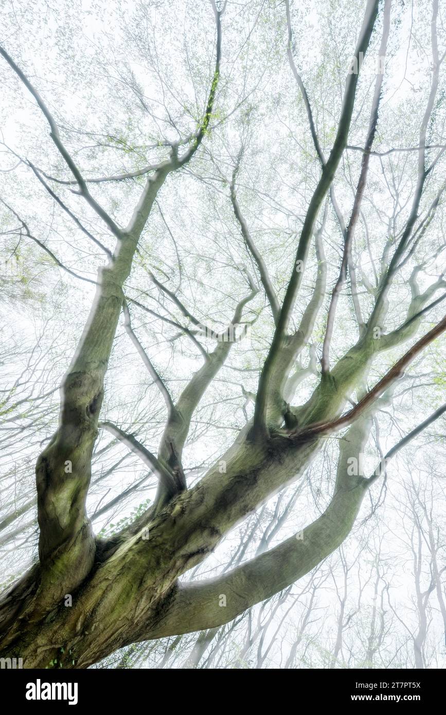 Faggio vecchio storto all'inizio della primavera, prima verde fresco, doppia esposizione, astratto, Burgenlandkreis, Sassonia-Anhalt, Germania Foto Stock