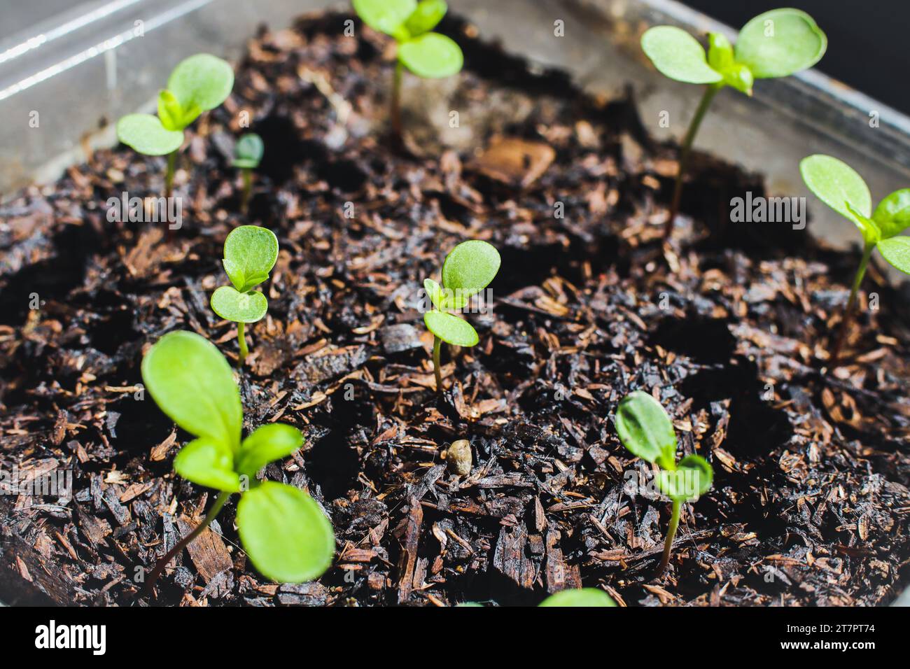 Piantare piantine di fiori di Zinnia in pentola di plastica riciclata. Primo piano. Messa a fuoco selettiva. Foto Stock