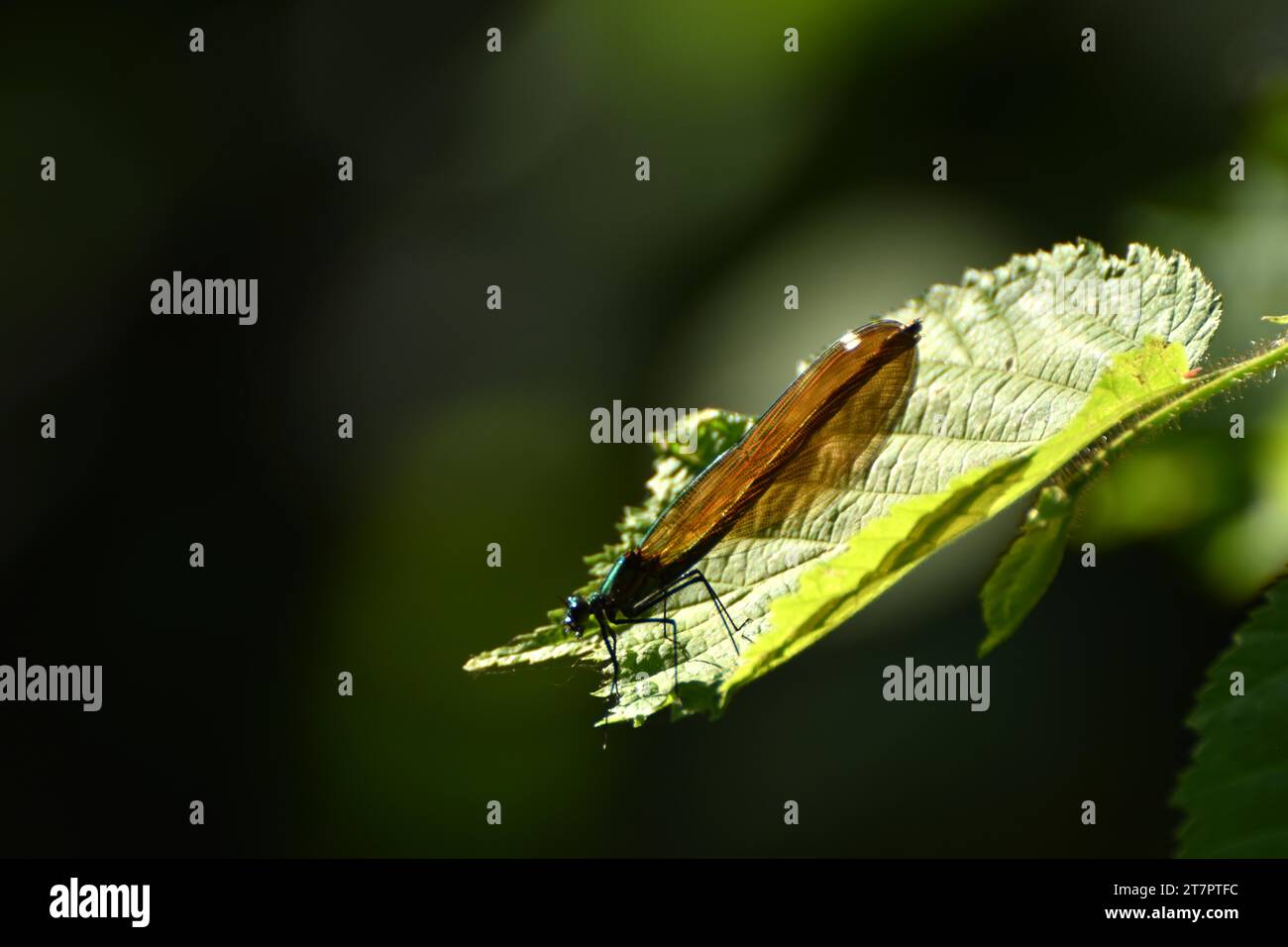 Dragonfly sulle rive del fiume Nahe sul sentiero escursionistico Nohener-Nahe-Schleife a Naheland, Hunsrueck, Renania-Palatinato, Germania Foto Stock