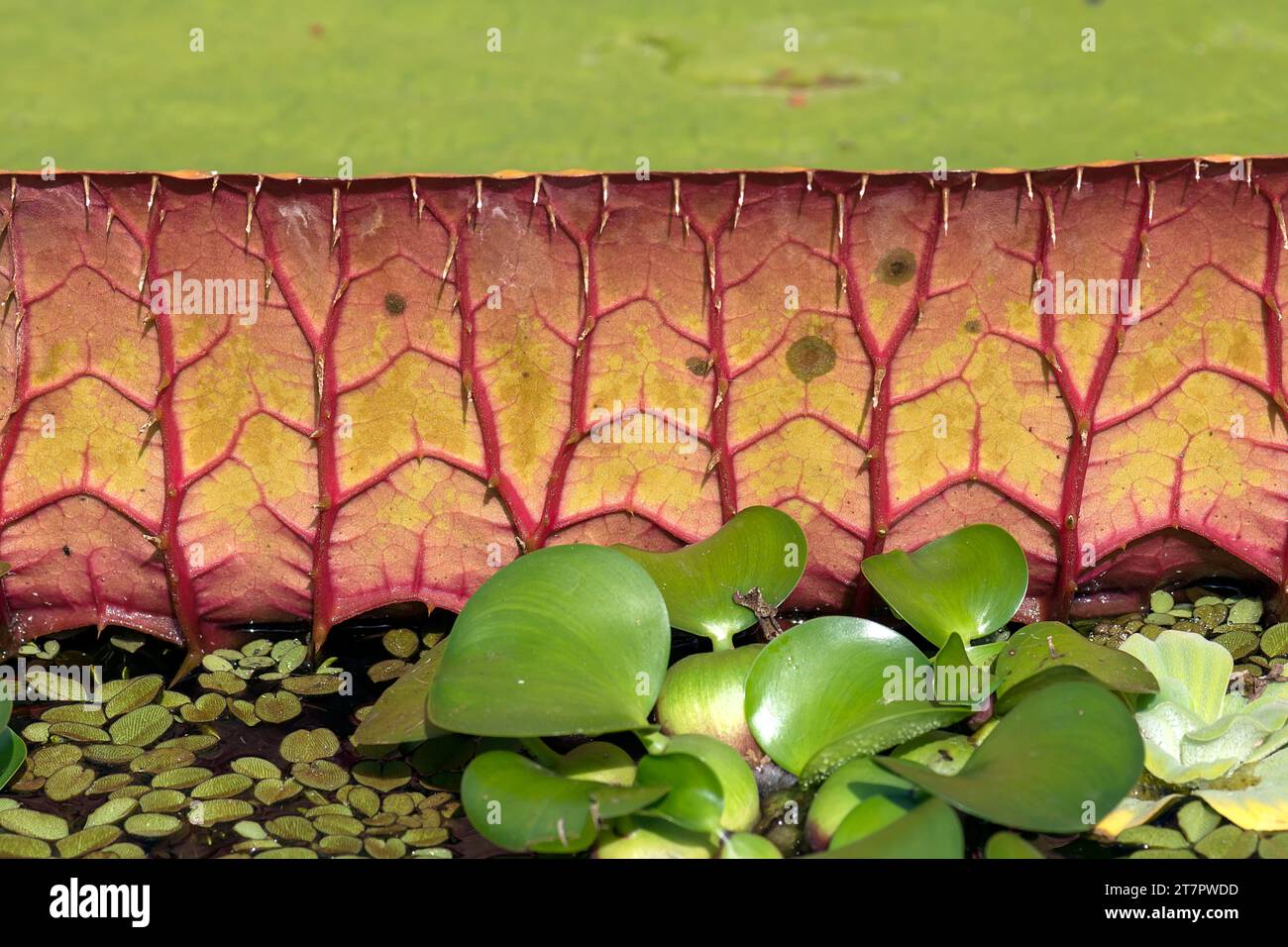 Vista dettagliata della foglia di una gigantesca ninfea (Victoria), giardino botanico di Erlangen, Franconia media, Baviera, Germania Foto Stock
