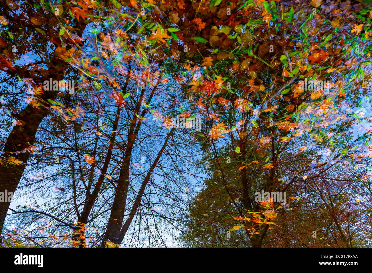 Bellissimo laghetto con riflessi degli alberi e foglie d'autunno che galleggiano sulla superficie dell'acqua con la luce del sole a Lugano, Ticino, svizzera Foto Stock