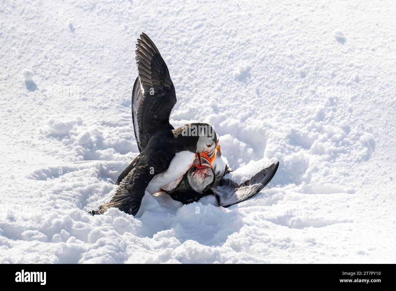 Due puffin (Fratercula arctica) combattono nella neve, isola Hornoya, Hornoya, Vardo, penisola di Varanger, Troms og Finnmark, Norvegia Foto Stock