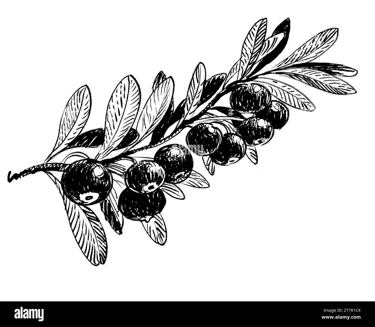 Ramo d'oliva. Disegno in bianco e nero con inchiostro disegnato a mano Foto Stock