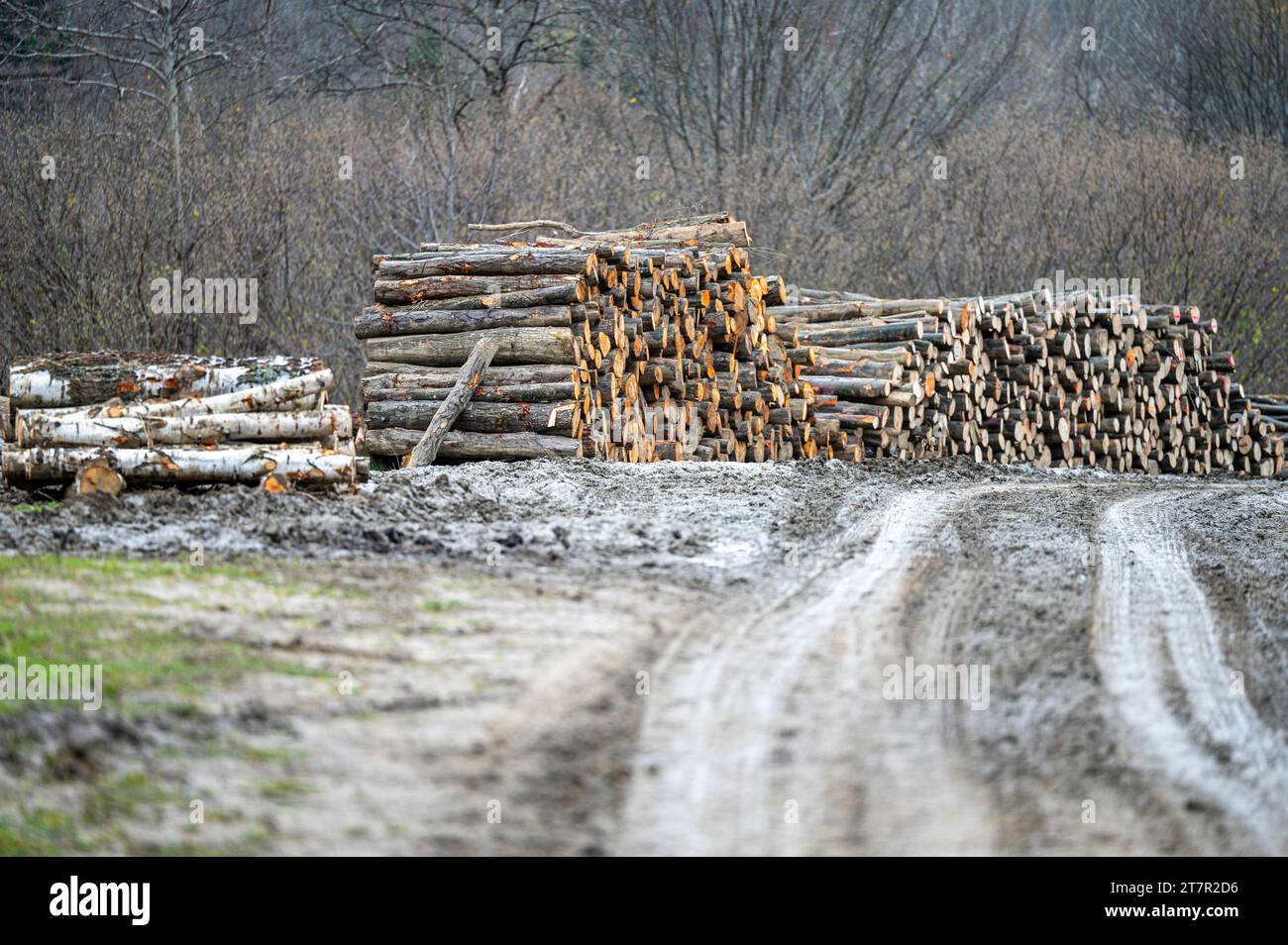 Strada forestale e deposito del legno con pile di legna da ardere nei Carpazi, Polonia Foto Stock