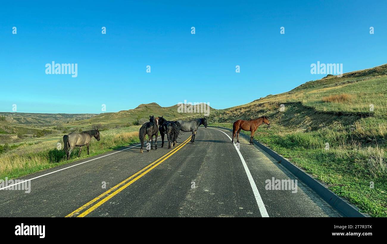 Guida attraverso le colline calcaree e le montagne con Wild Horsesin la strada nel Theodore Roosevelt National Park nel North Dakota in una giornata di sole. Foto Stock