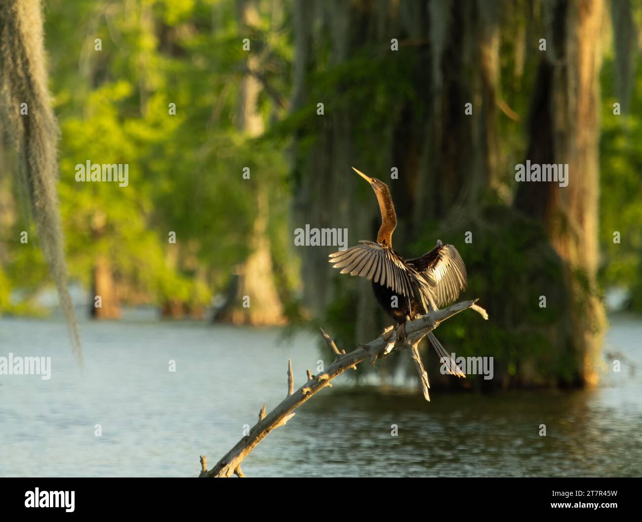 Uccello anhinga illuminato dal sole arroccato su un ramo di un bayou in Louisiana. Si sta asciugando le ali. Foto Stock