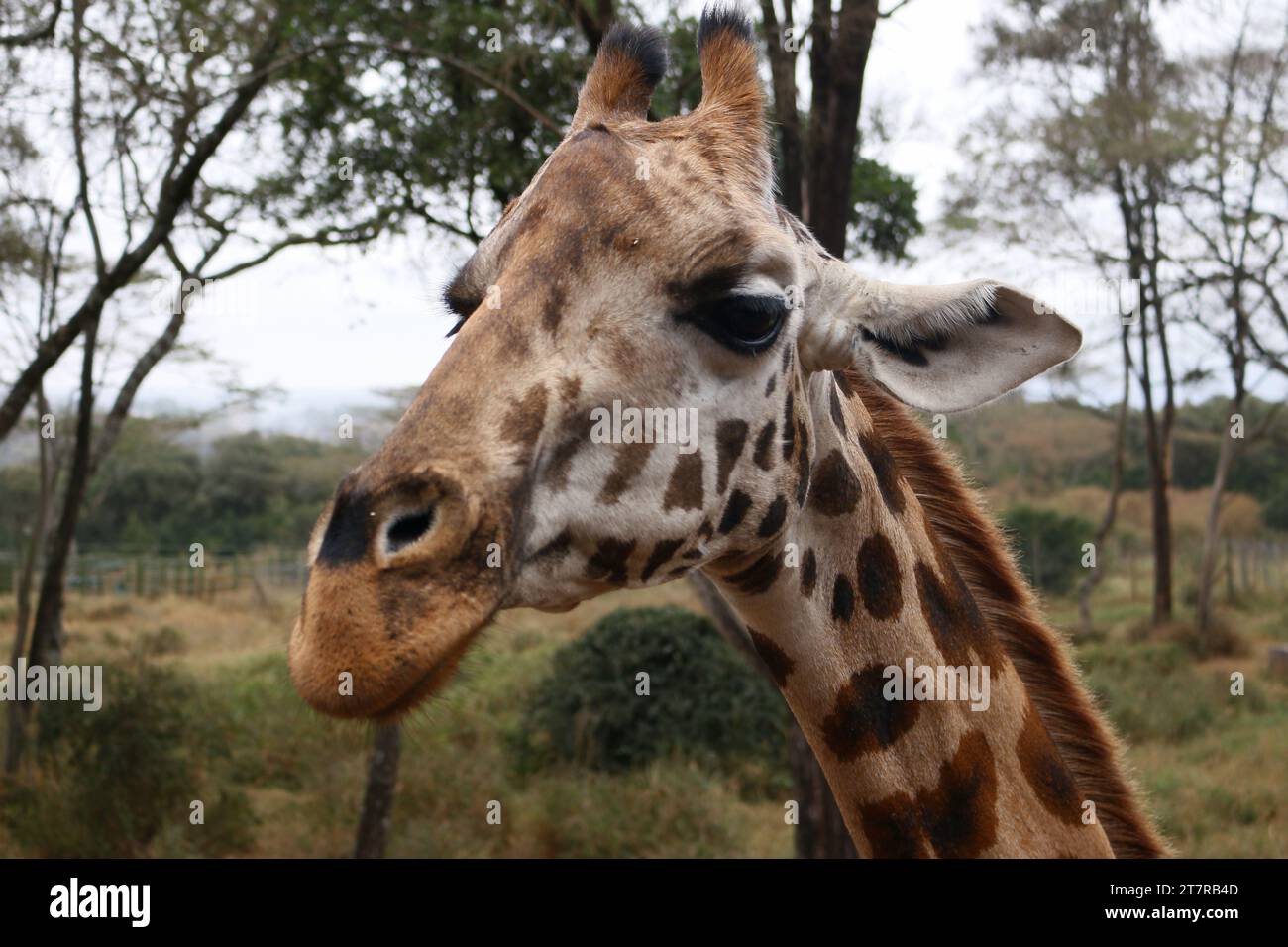 Giraffe Center - Giraffe da vicino Foto Stock