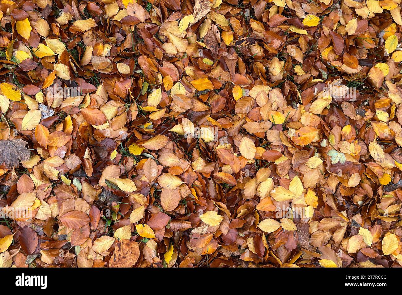 Herbstlaub-herabgelfallene Blaetter bedecken den Boden. *** Le foglie cadute coprono il terreno credito: Imago/Alamy Live News Foto Stock