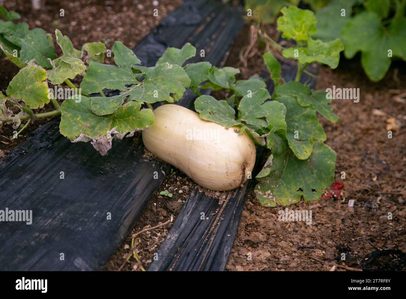 Zucche giapponesi in giardino sull'isola di Sado, prefettura di Niigata, Giappone. Foto Stock