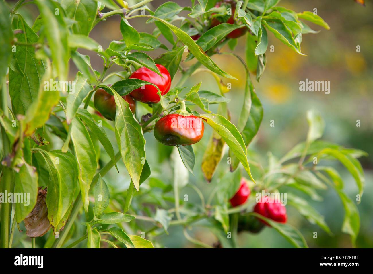 Peperoni rossi giapponesi in un giardino sull'isola di Sado, prefettura di Niigata, Giappone. Foto Stock