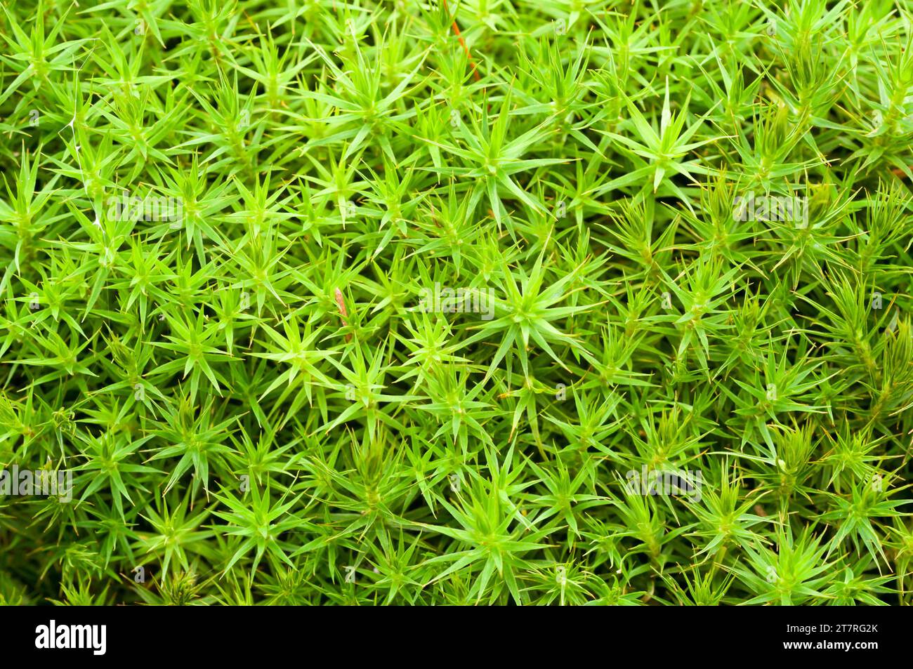 Un lussureggiante giardino caratterizzato da un pittoresco campo di piante ordinate Foto Stock