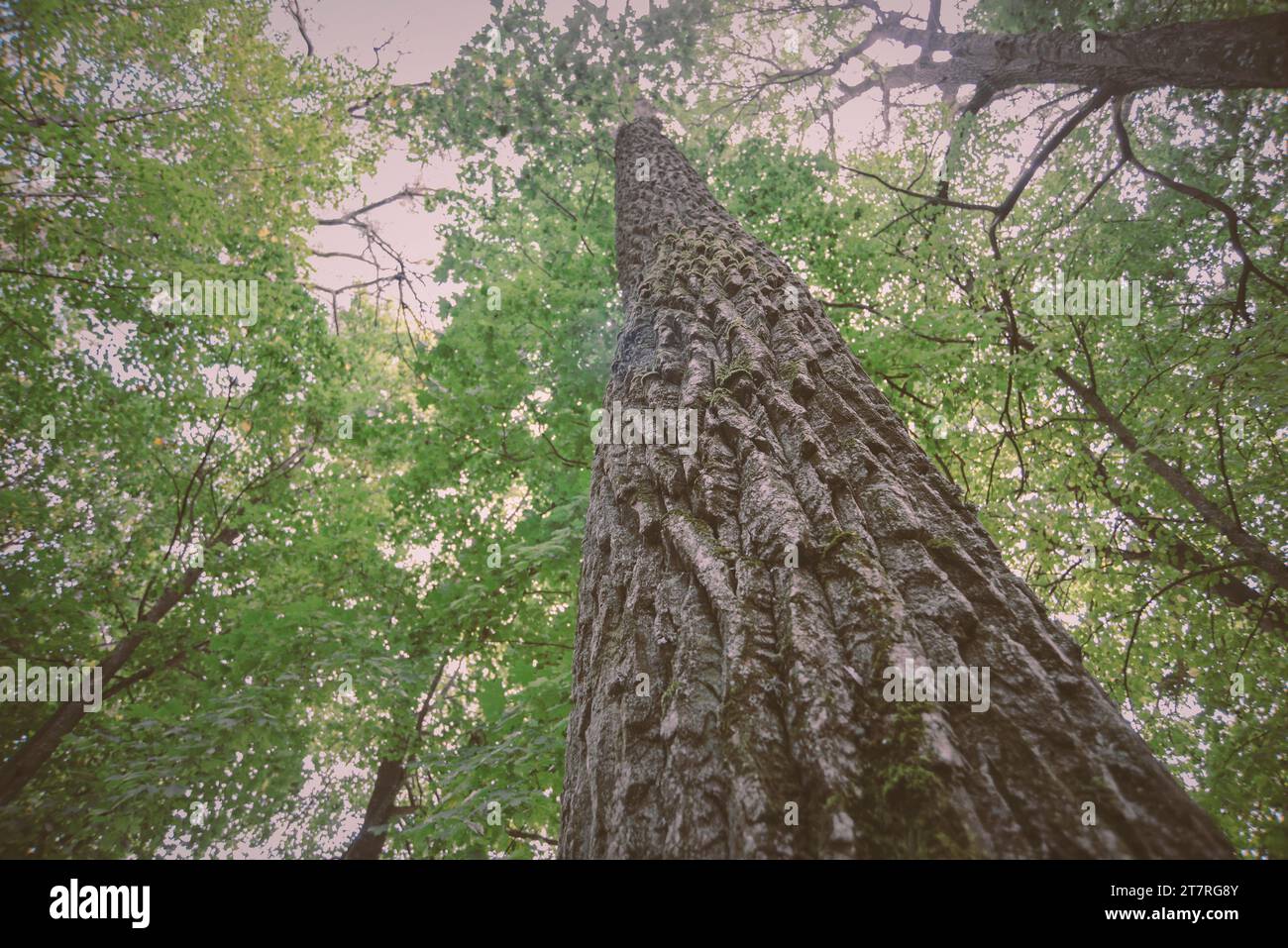 pioppo gigante nella foresta estiva con particolare attenzione alla corteccia Foto Stock