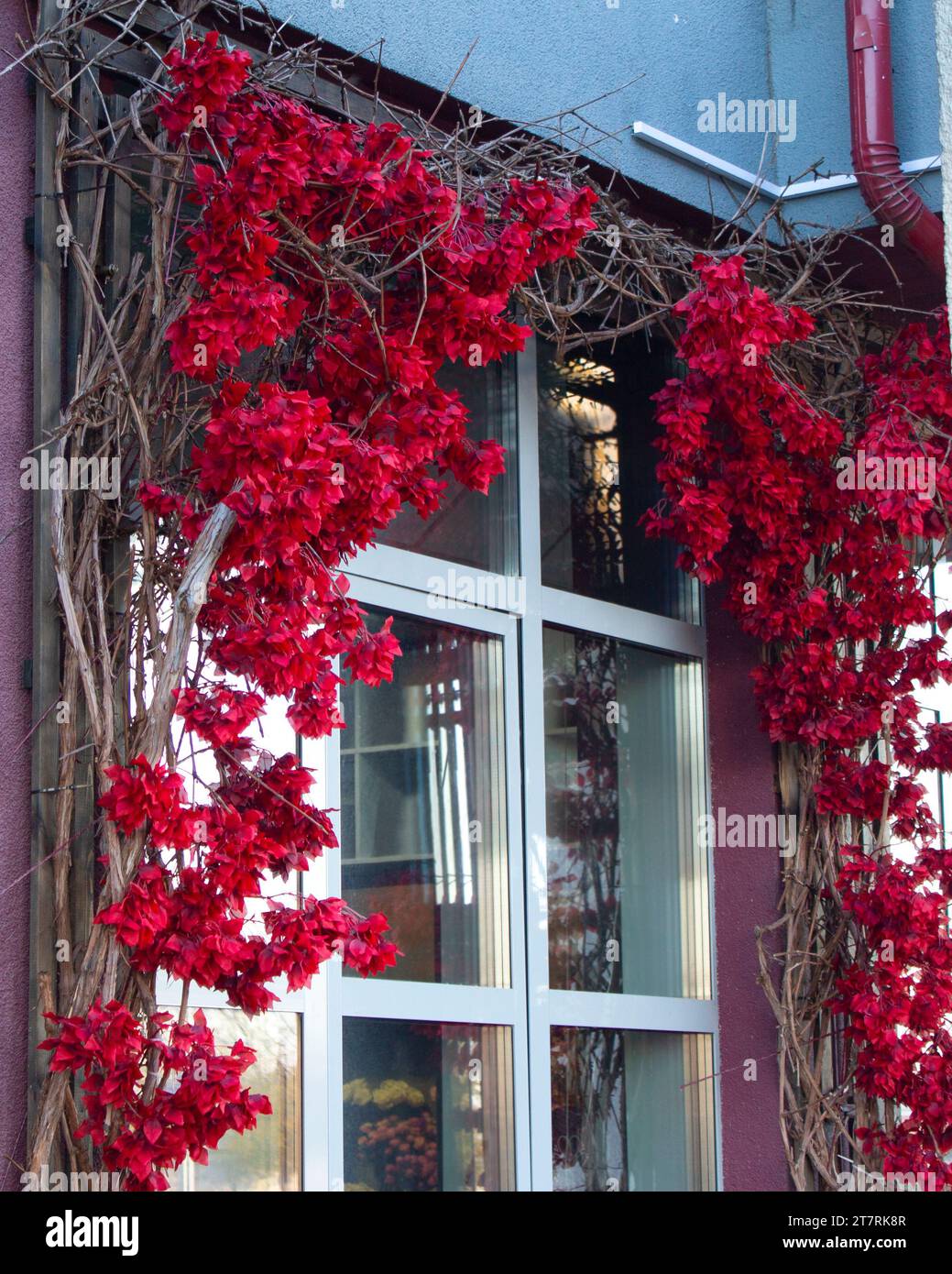 Decorazione di luminosi fiori di cremisi attorno ad una finestra. Design urbano di pareti e finestre. Cornice di fiori. Foto Stock