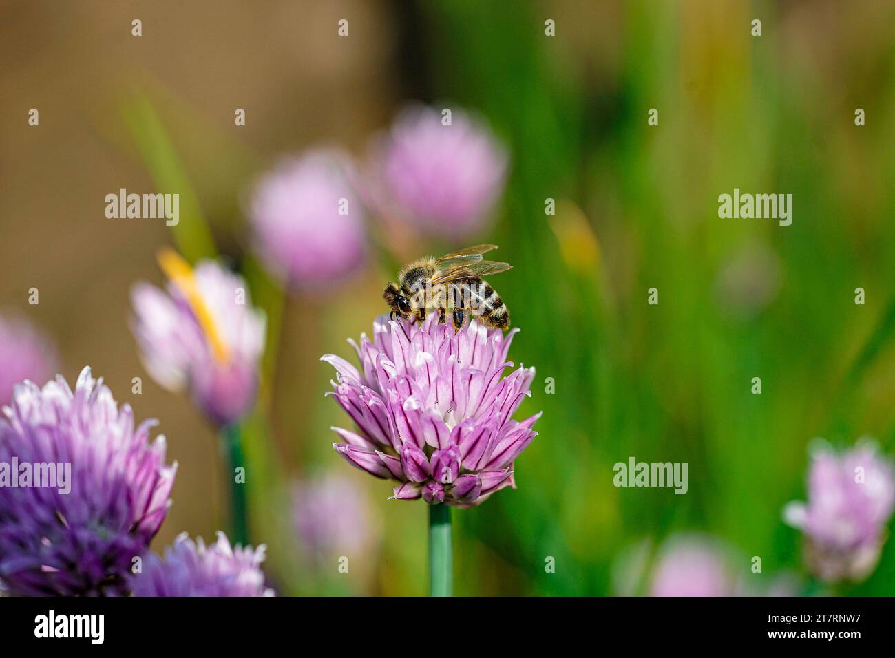 Questa immagine non solo cattura la bellezza intrinseca di una singola ape, ma serve anche come un'ode visiva al ruolo essenziale che questi impollinatori svolgono. Foto Stock