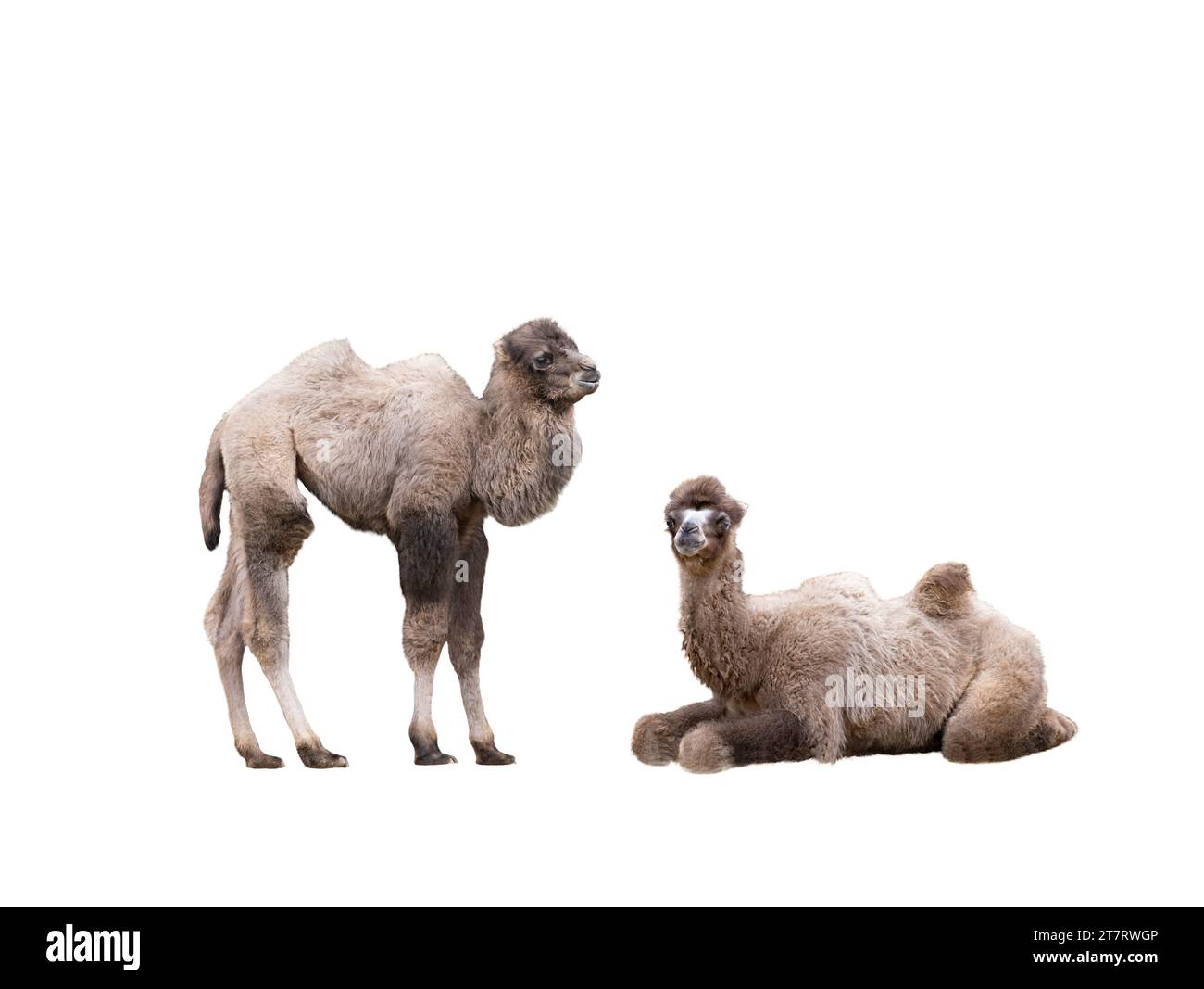 due giovani cammelli giacciono isolati su sfondo bianco Foto Stock