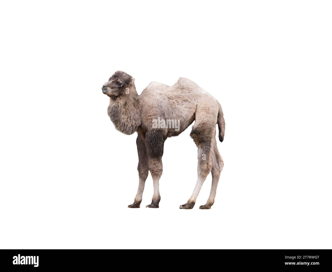 il giovane cammello giace isolato su sfondo bianco Foto Stock