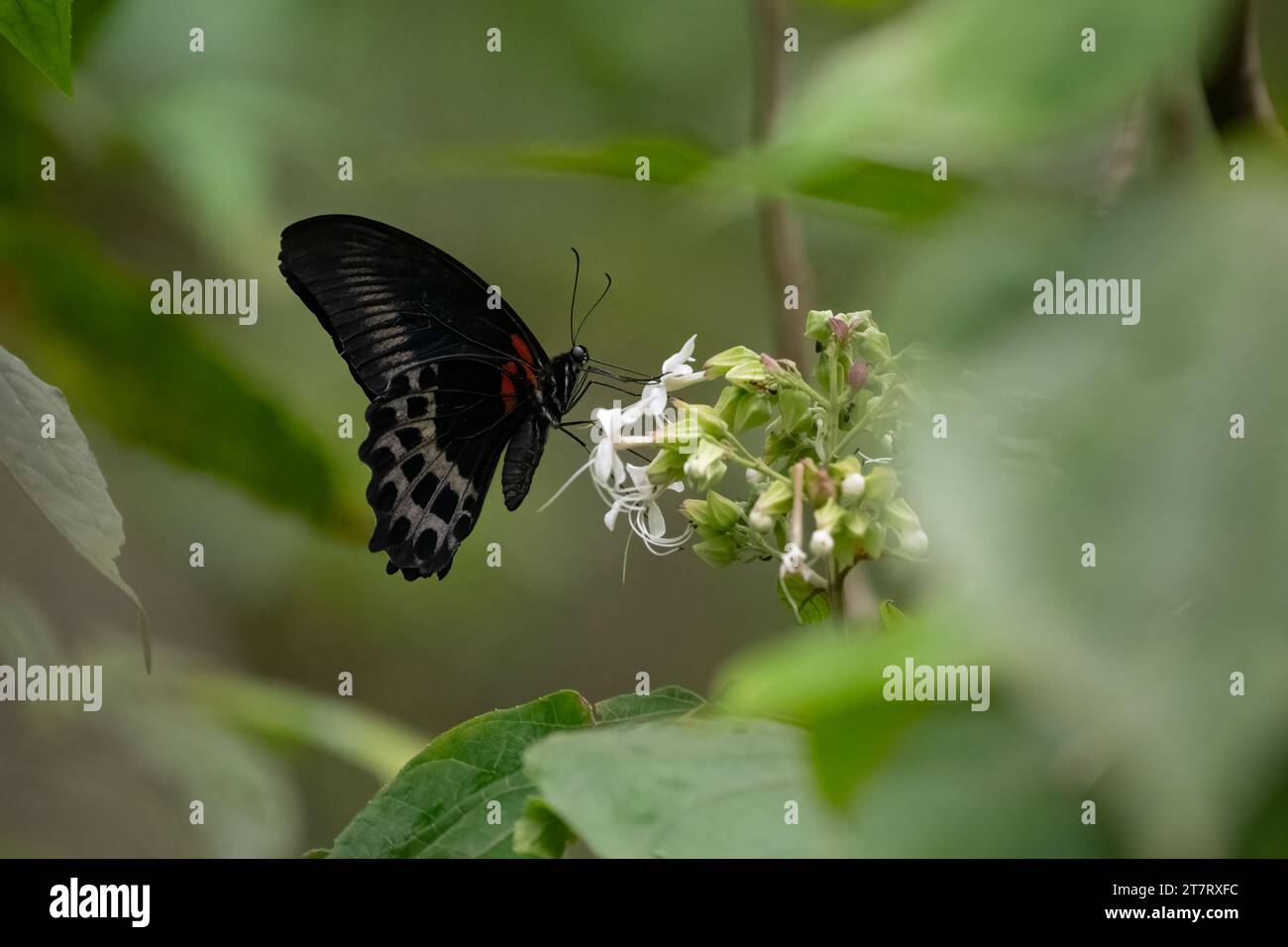 Una bellissima farfalla di mormone Blu (Papilio polymnestor) adulta che si nutre di alcuni fiori selvatici in natura con sfondo verde. Foto Stock