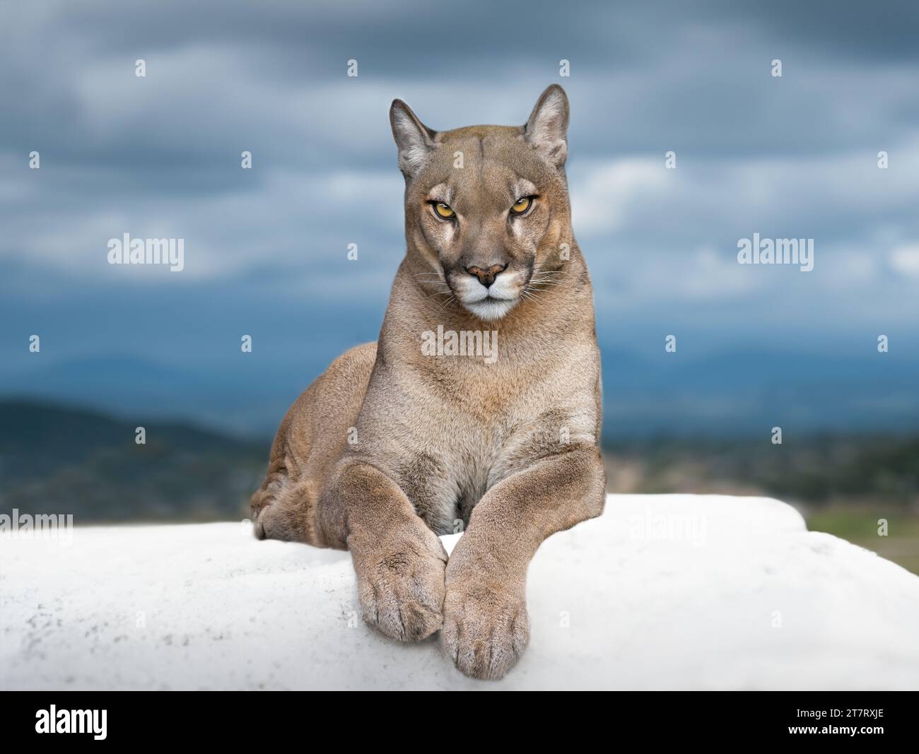 splendido e fiero puma che giace sullo sfondo delle montagne Foto Stock