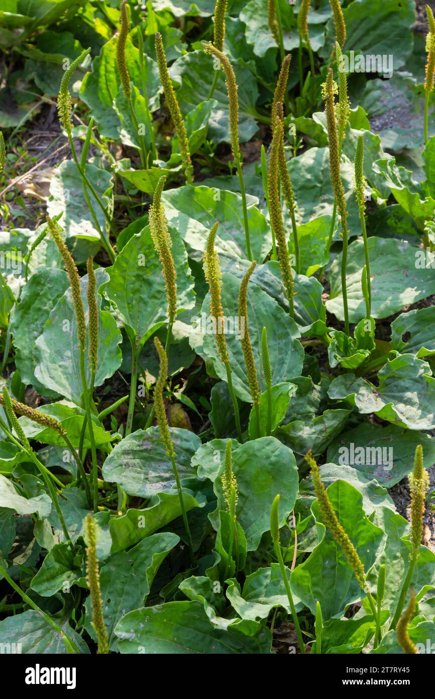 Pianta flowering pianta con foglia verde. Plantago foglie e fiori maggiori, plantano a foglia larga, piede dell'uomo bianco o plantano maggiore. Foto Stock