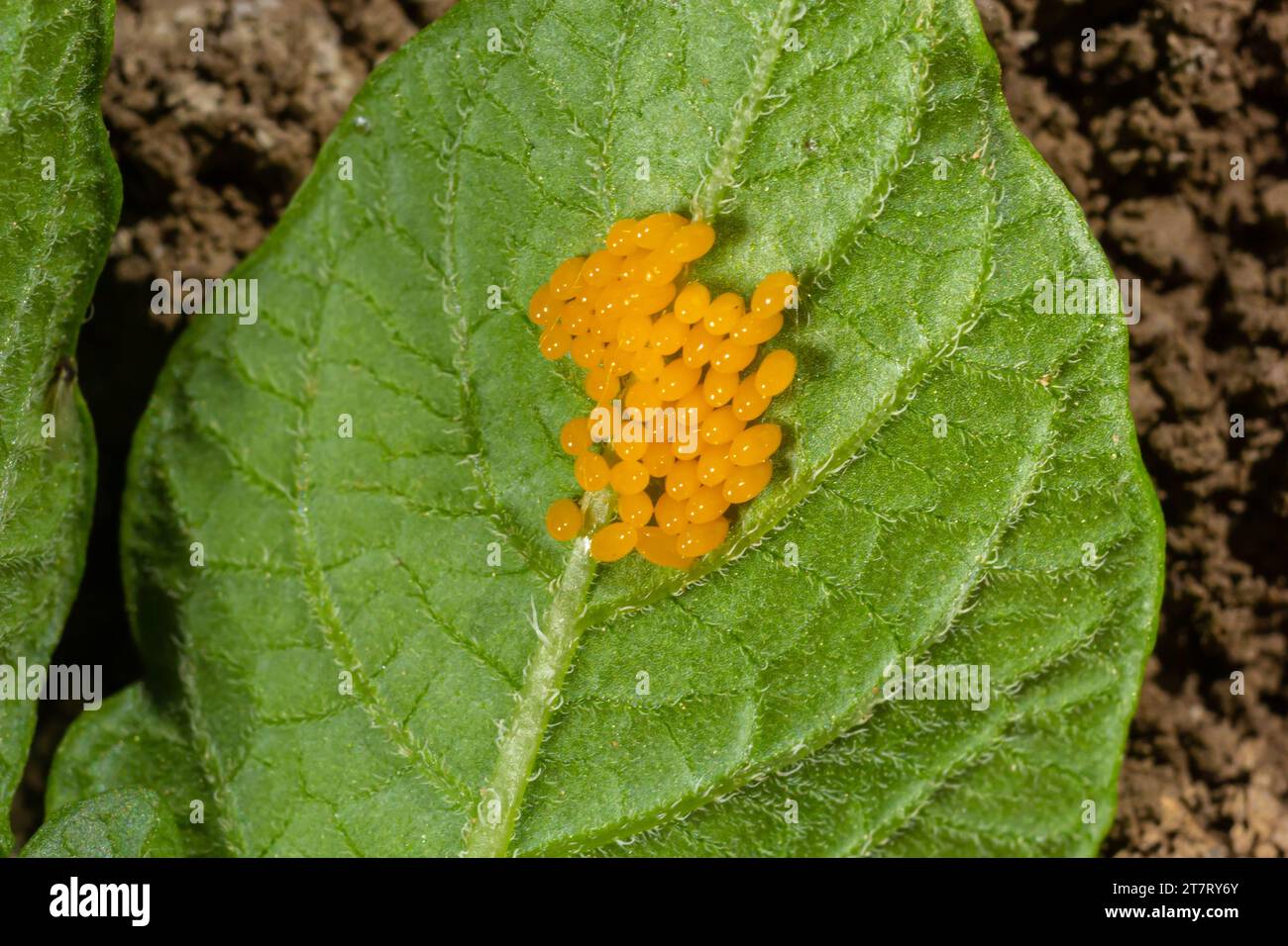 Colorado patate uova barbabietola mangiare foglie di patate, Leptinotarsa decemlineata. Foto Stock