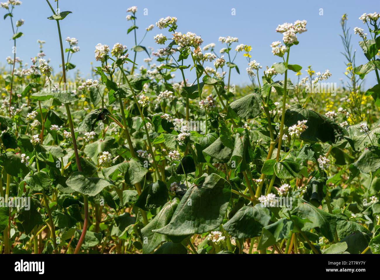 Campo di grano saraceno e primo piano di fiori di grano saraceno. Agricoltura di grano saraceno. Foto Stock