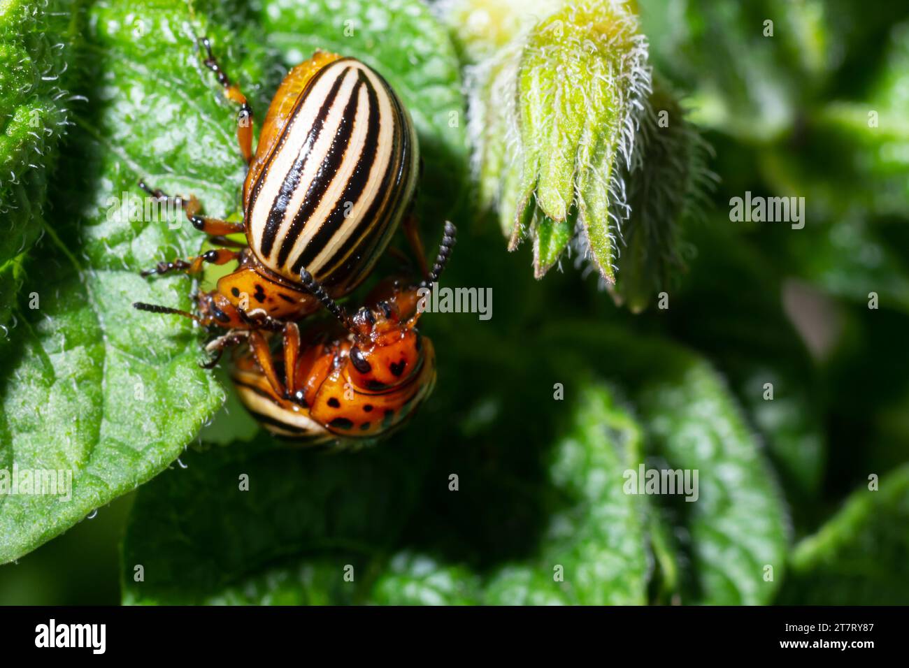 Il Colorado Potato Beetle striato - Leptinotarsa decemlineata è una peste seria di piante di patate. Foto Stock