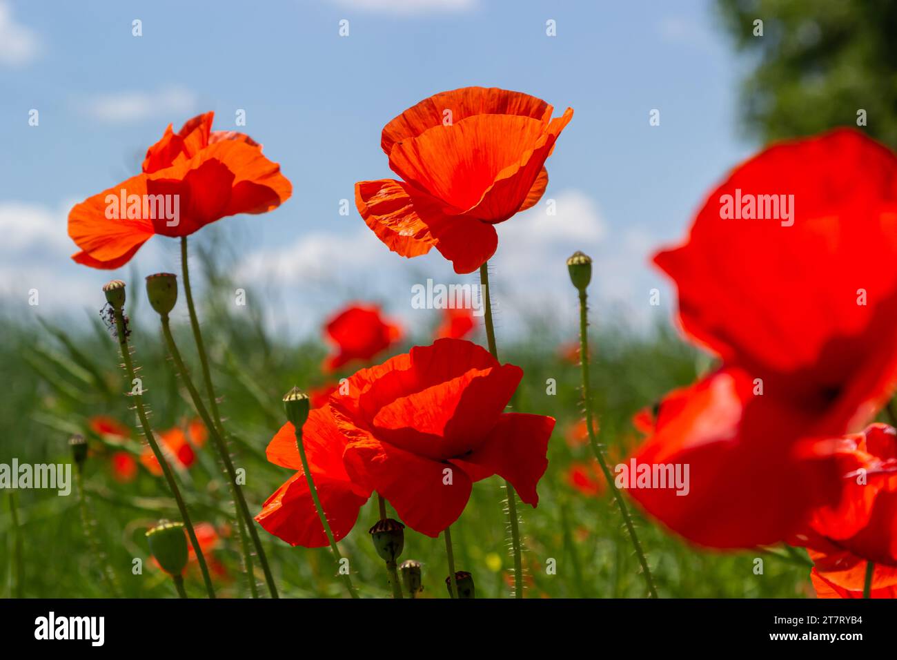 I nomi comuni per i rhoeas del Papaver includono il papavero del mais, la rosa del mais, il campo, le Fiandre, il papavero rosso o comune. Foto Stock