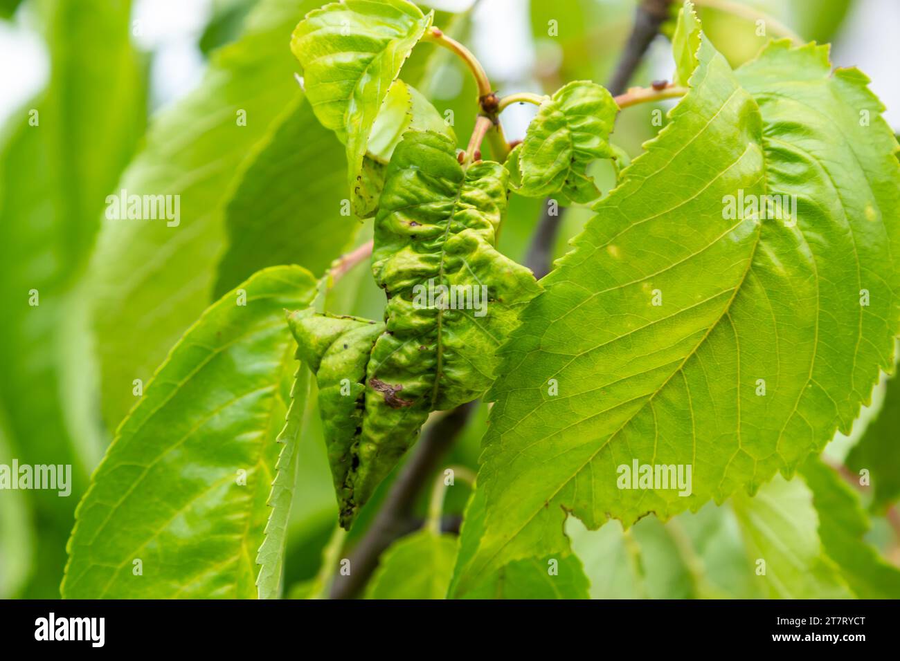 Foglie di ciliegia intrecciate. Ramo di ciliegio con foglie rughe affette da afide nero. Afidi, Aphis schneideri, gravi danni da pesti da giardino. Stron Foto Stock