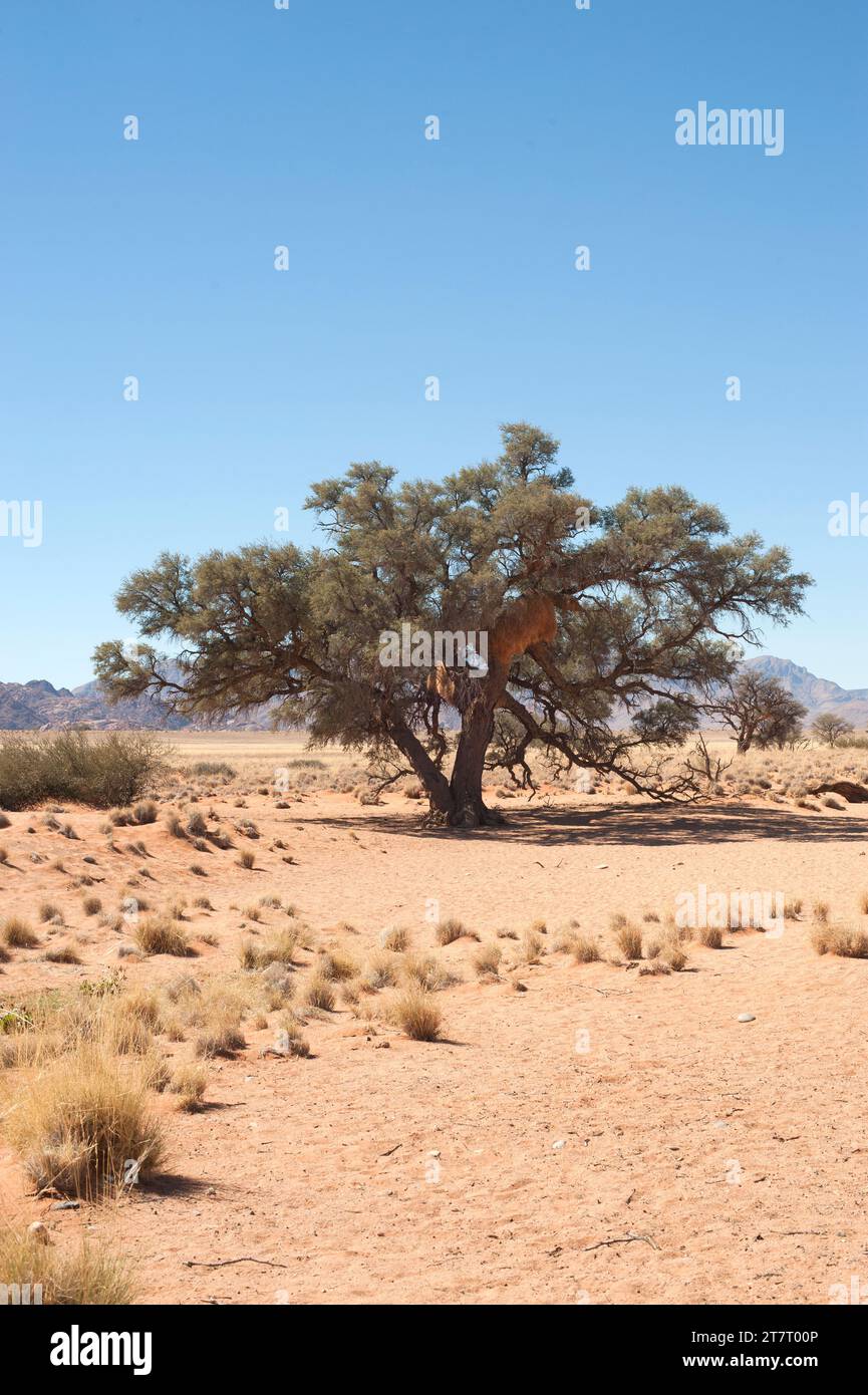 La spina di cammello o spina di giraffa (Acacia erioloba o Vachellia erioloba) è un albero sempreverde originario dell'Africa meridionale. Questa foto è stata scattata ina Namib-Na Foto Stock
