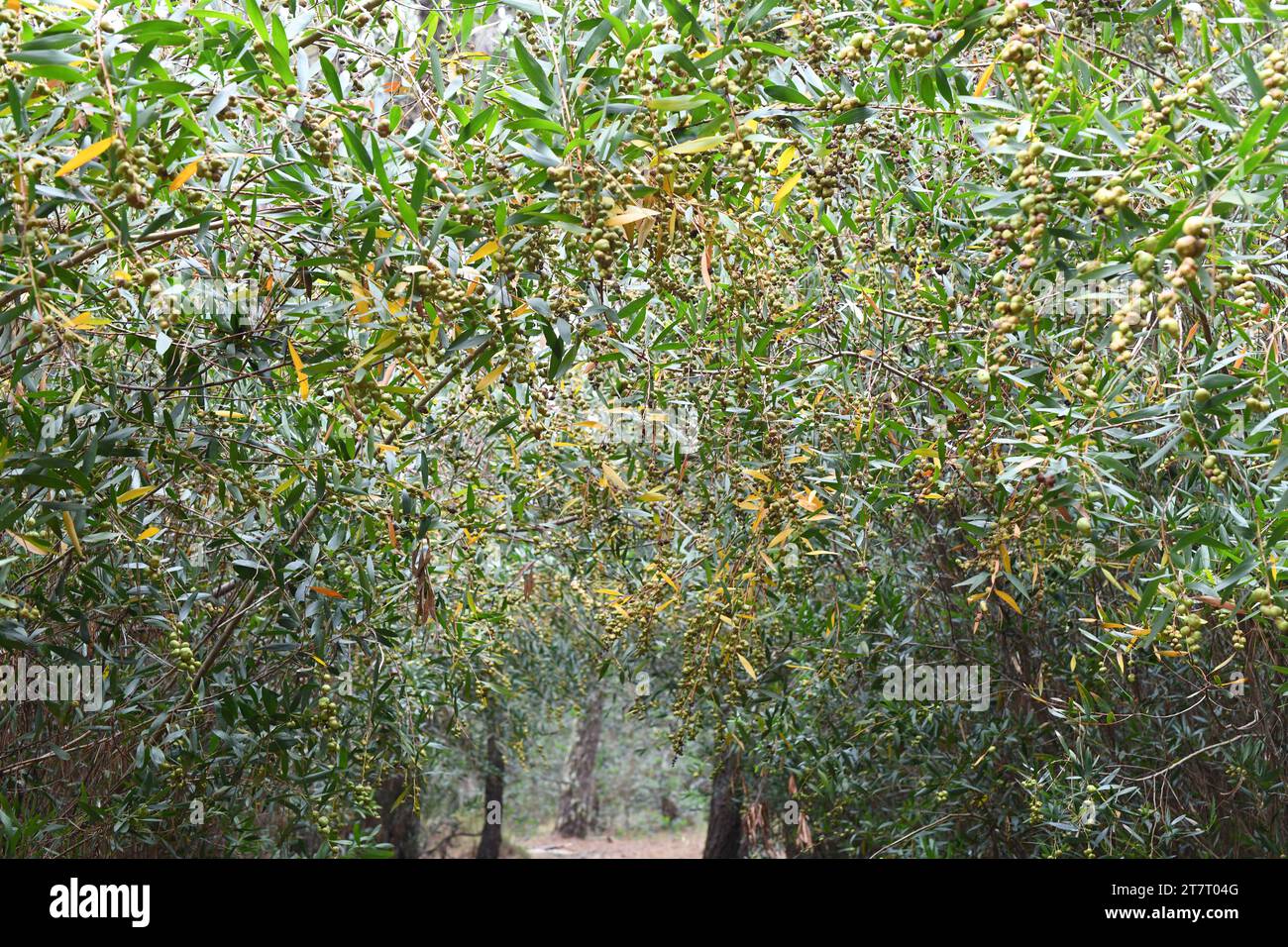 Galle di una vespa calcidica (Trichilogaster acaciaelongifoliae) parassita di wattle a foglia lunga. Il bollitore a foglie lunghe (Acacia longifolia) è un orso sempreverde Foto Stock