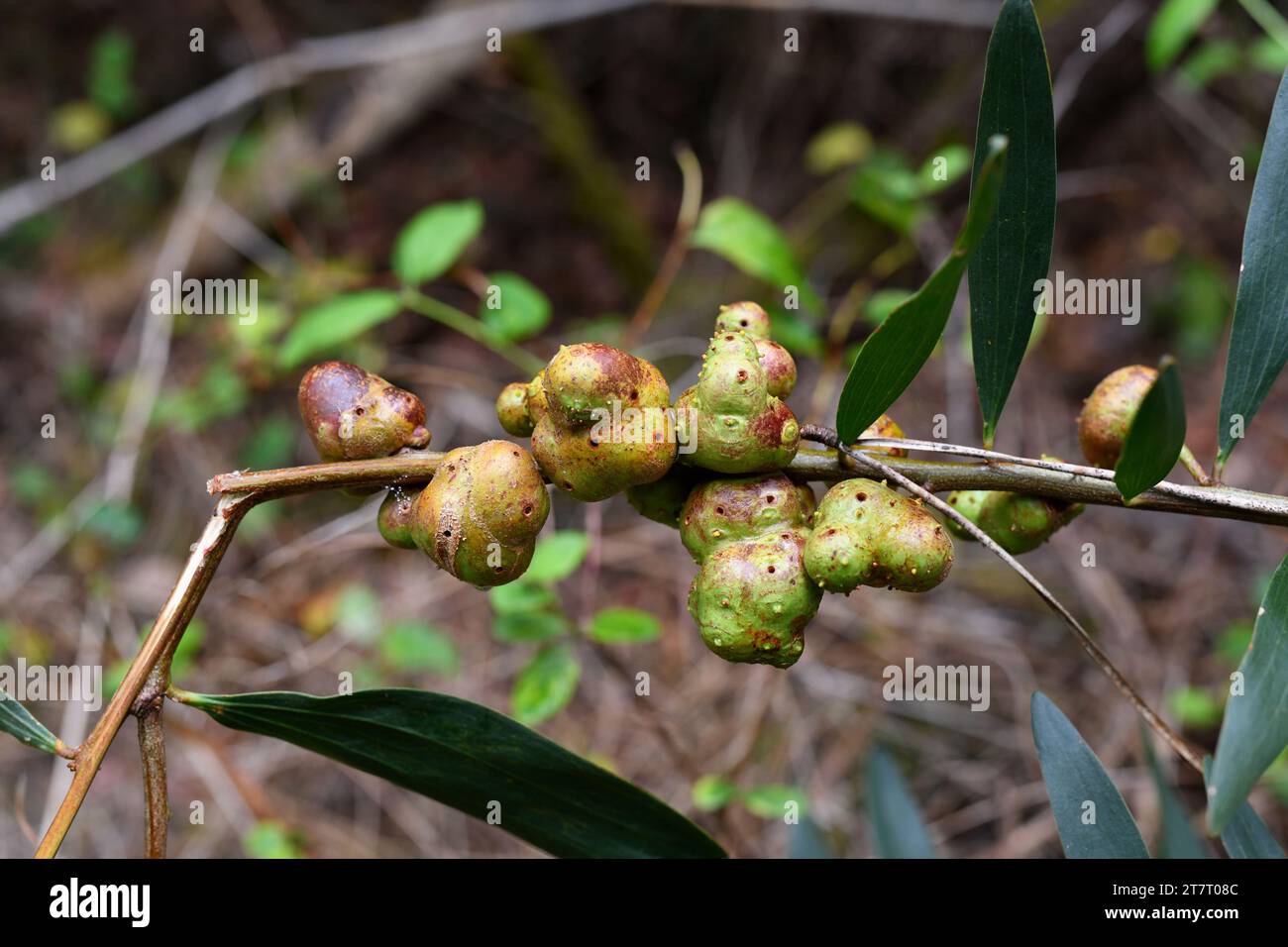 Galle di una vespa calcidica (Trichilogaster acaciaelongifoliae) parassita di wattle a foglia lunga. Il bollitore a foglie lunghe (Acacia longifolia) è un shr sempreverde Foto Stock