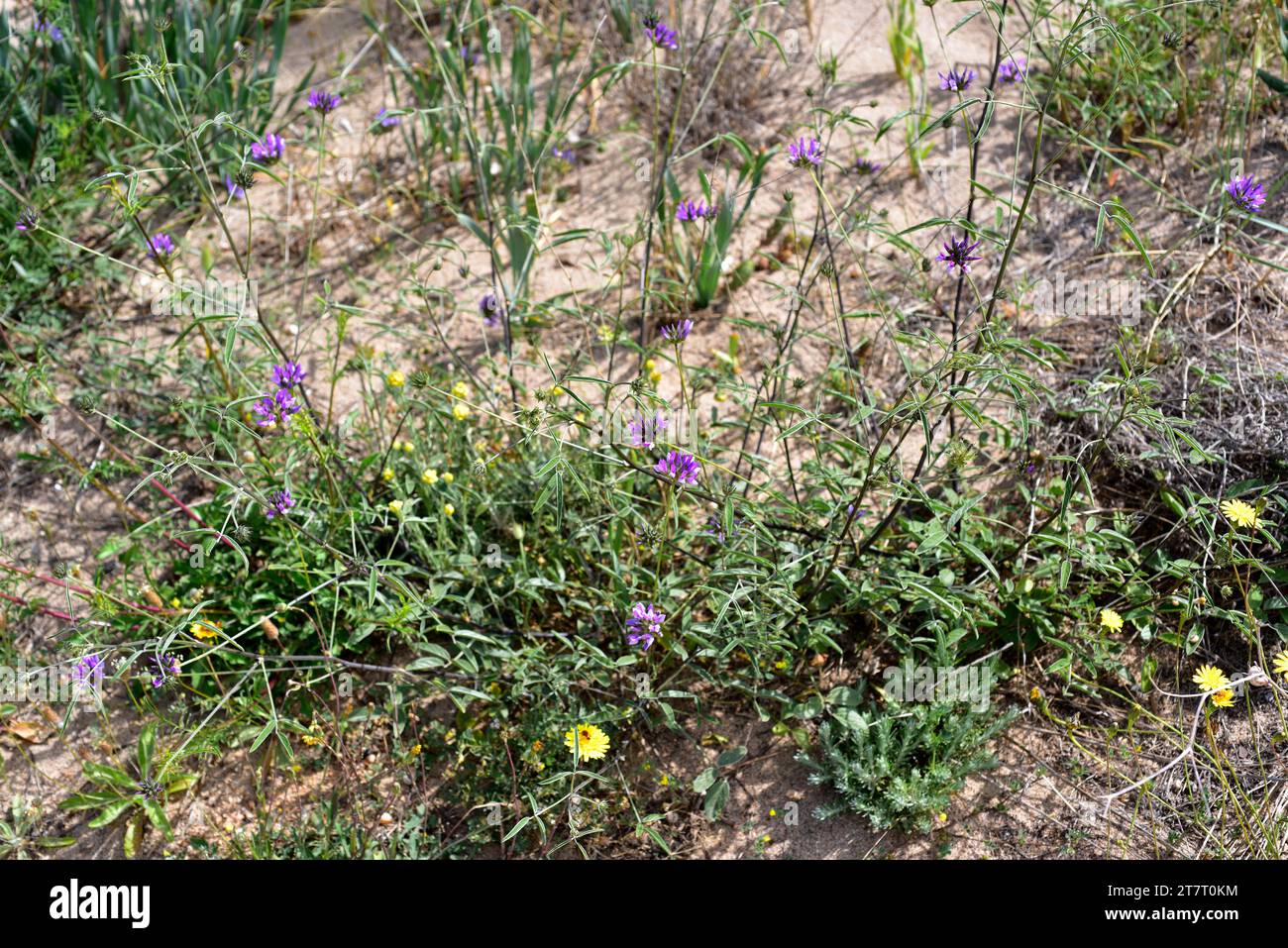 Il pisello arabo (Bituminaria bituminosa o Psoralea bituminosa) è un'erba perenne originaria del bacino del Mediterraneo e delle Isole Canarie. THI Foto Stock