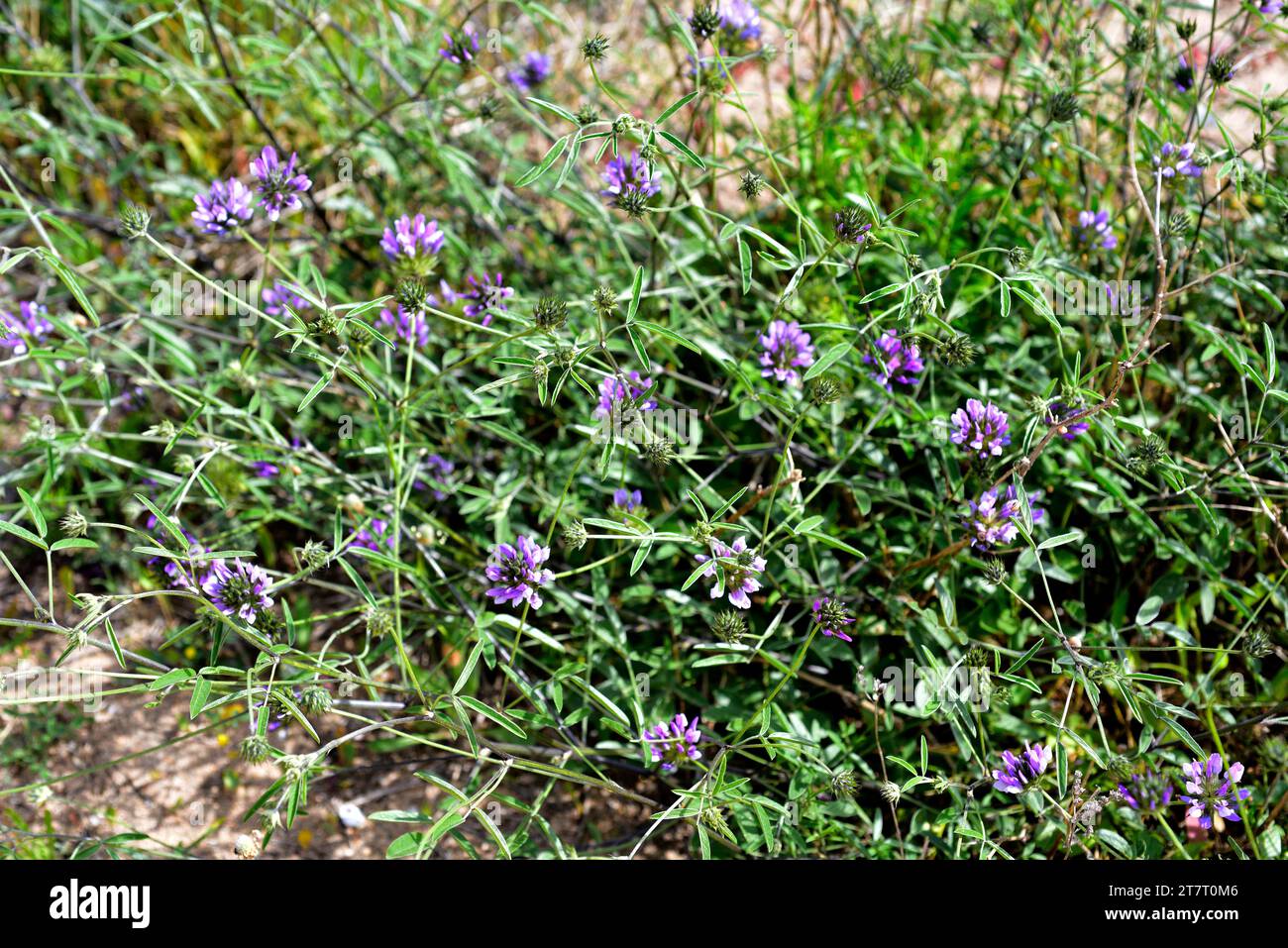 Il pisello arabo (Bituminaria bituminosa o Psoralea bituminosa) è un'erba perenne originaria del bacino del Mediterraneo e delle Isole Canarie. THI Foto Stock