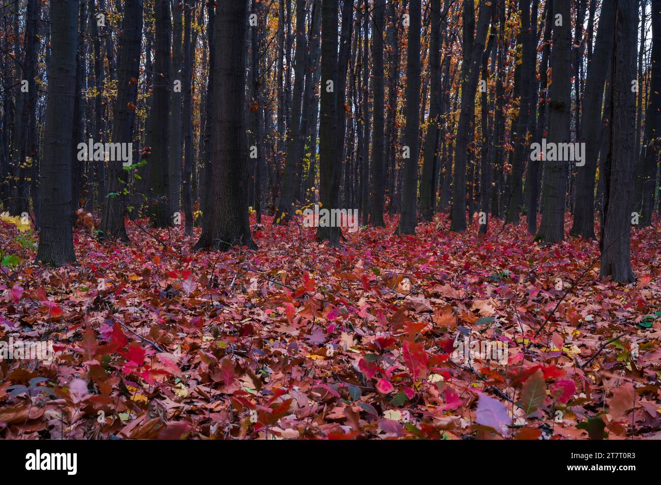 Splendida foresta rossa autunnale con foglie rosa e alberi neri. Paesaggio fiabesco Foto Stock