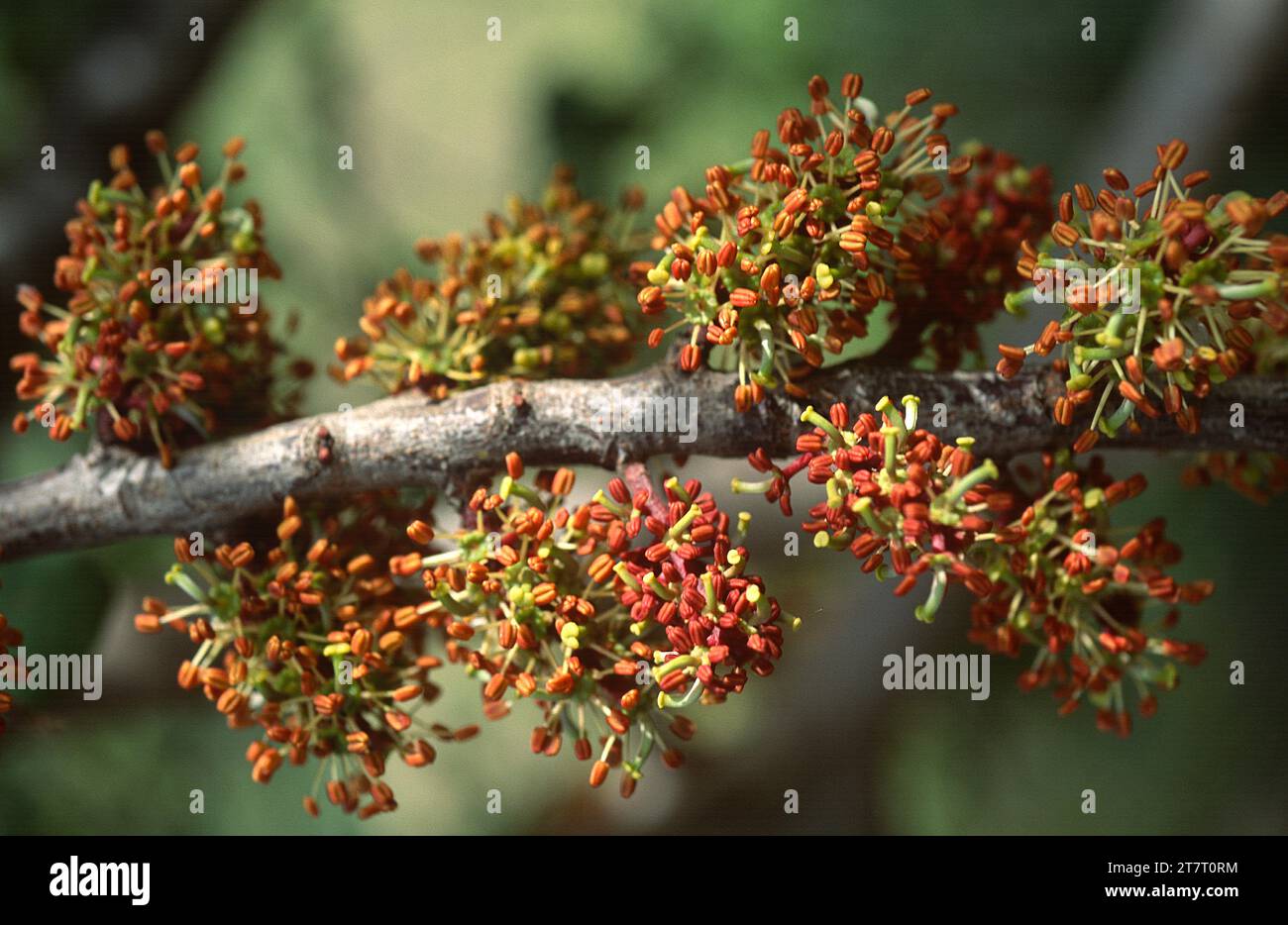La carruba (Ceratonia silea) è un albero sempreverde originario del bacino mediterraneo. I suoi frutti sono commestibili. Dettagli fiori di ermafrodite. Foto Stock