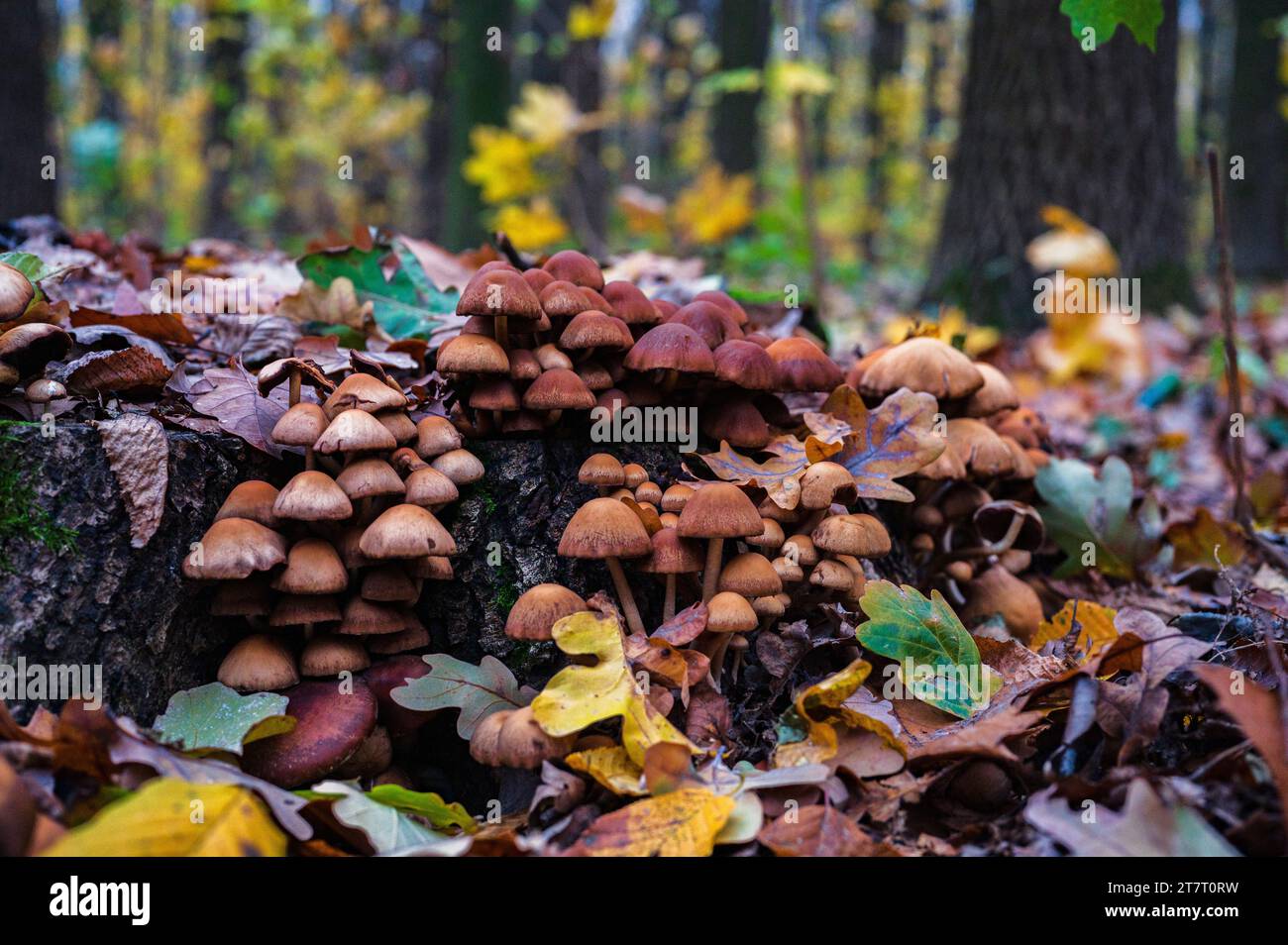 Colonia di funghi marroni sul vecchio tronco di legno da vicino. Gruppo di funghi che crescono nella foresta autunnale Foto Stock