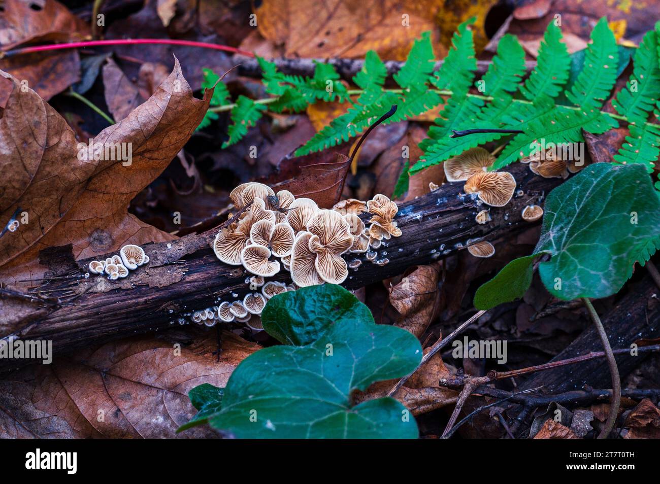 Cremosa colonia di funghi sul vecchio tronco di legno da vicino. Gruppo di funghi che crescono nella foresta autunnale Foto Stock