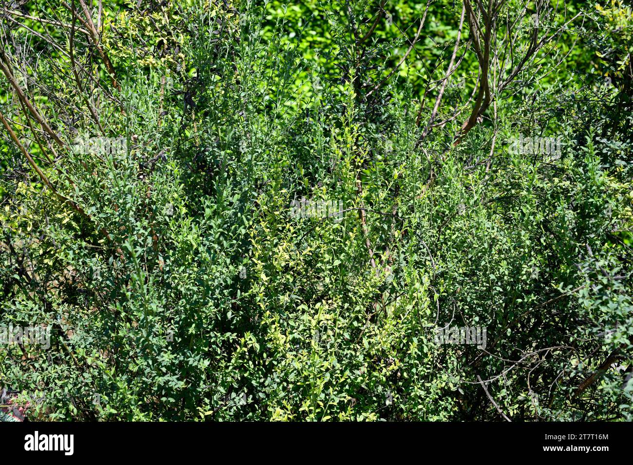 Il negrale di Escoba (Cytisus cantabricus) è un arbusto endemico dei monti Cantabriani e della Francia sudoccidentale. Foto Stock